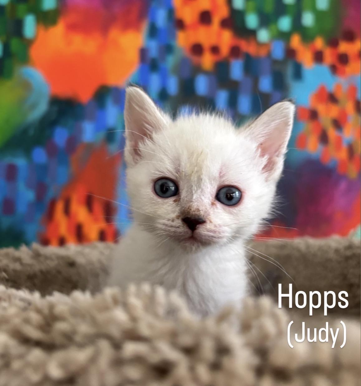 Hopps, a ADOPTABLE mixed breed in Asbury Park, NJ image 2/3