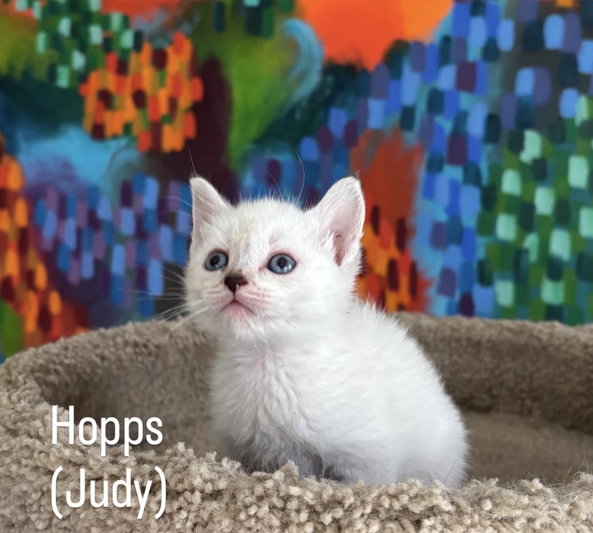 Hopps, a ADOPTABLE mixed breed in Asbury Park, NJ image 3/3