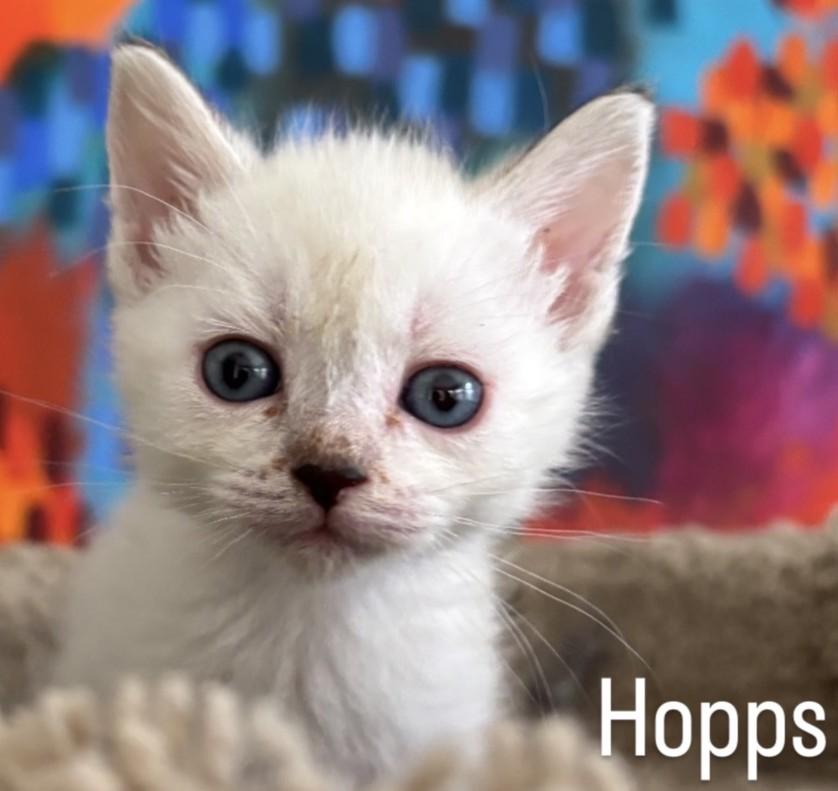 Hopps, a ADOPTABLE mixed breed in Asbury Park, NJ image 1/3
