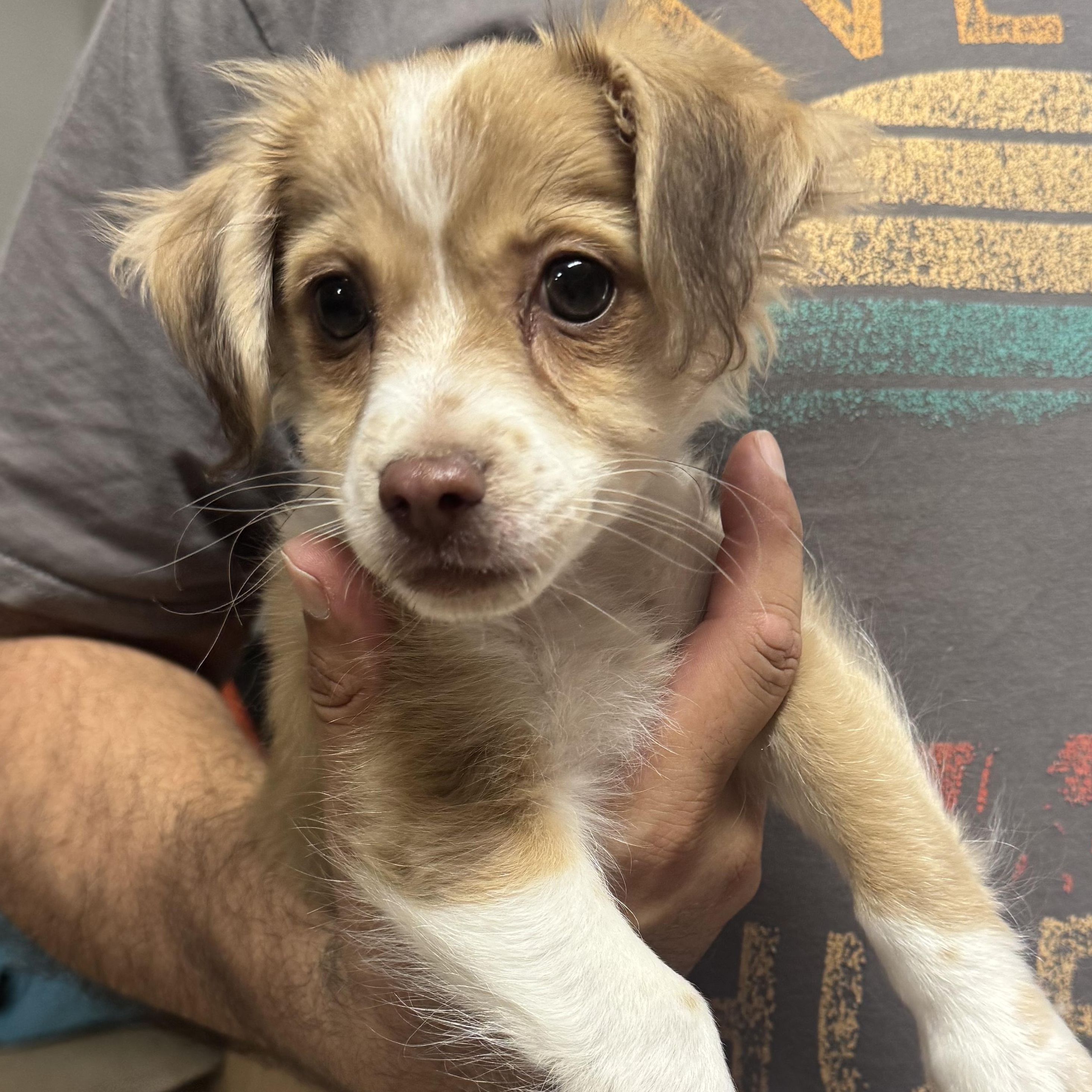 Gordito, adopted, Puppy Male Chihuahua.