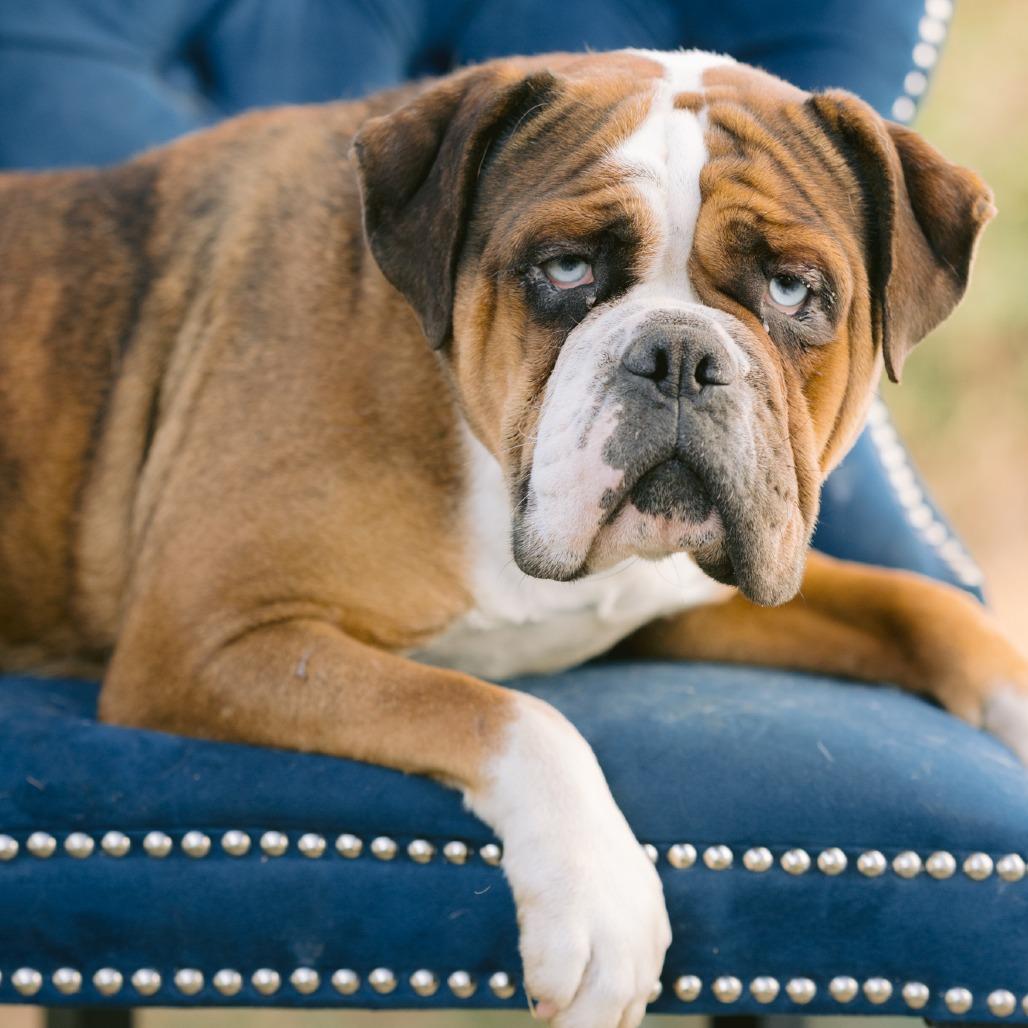 Enlarge Macy, a Adoptable English Bulldog in Zionsville, IN image 1/1