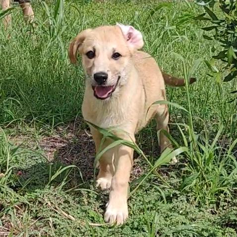 Poppy, adopted, Puppy Female Shepherd.