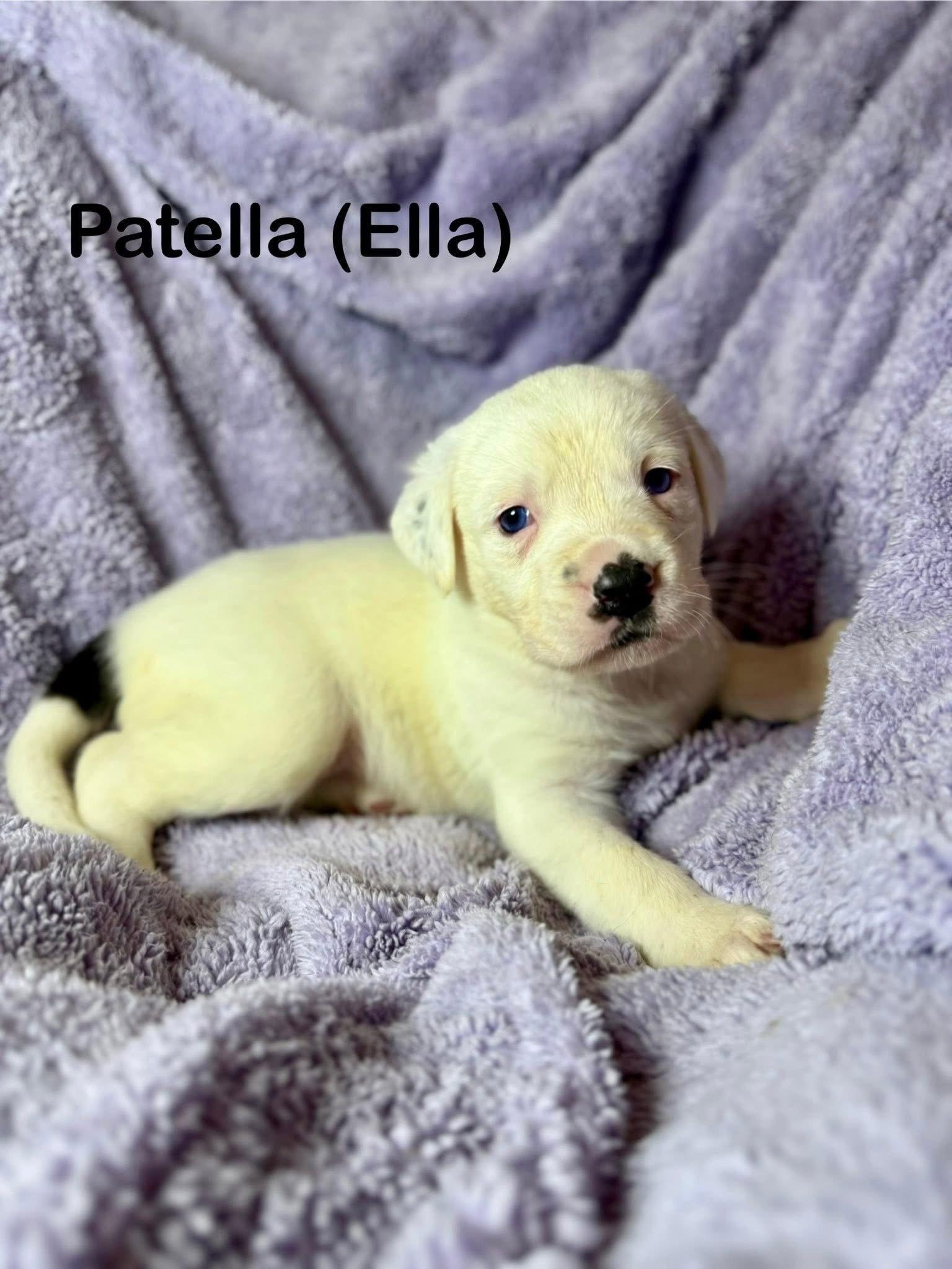 Ella, a Adoptable Mixed Breed in Duluth, MN image 1/2