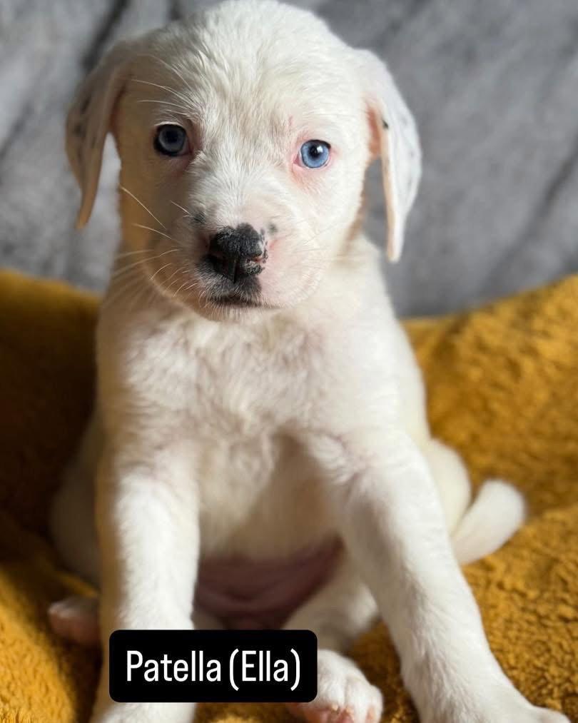 Ella, a Adoptable Mixed Breed in Duluth, MN image 2/2