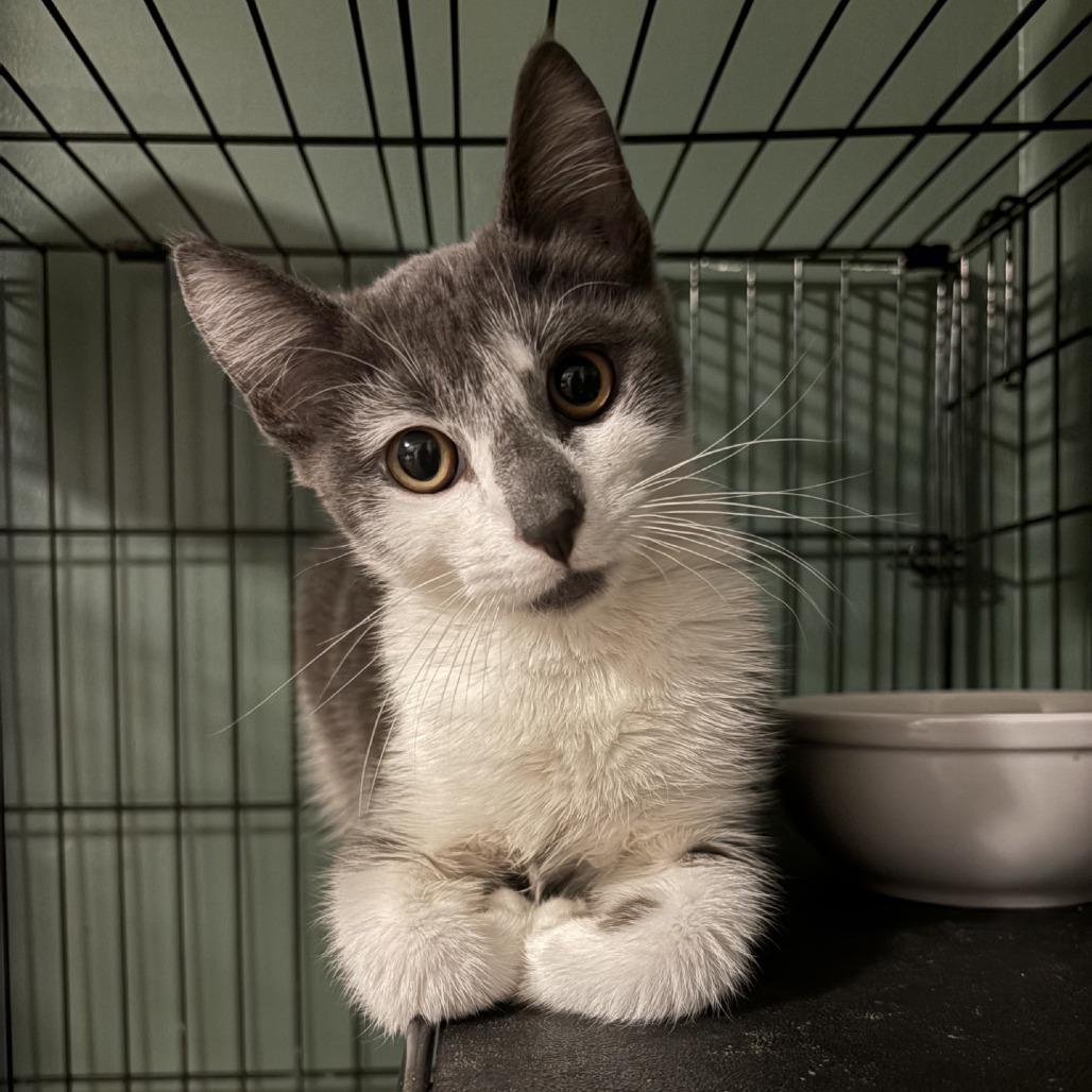 Georgia, Adoptable, Young Female Domestic Short Hair.