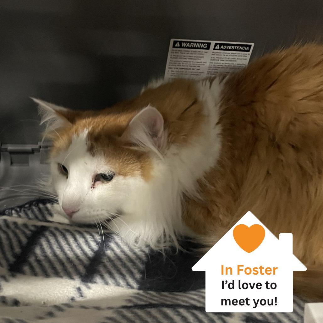 Max, Adoptable, Senior Male Domestic Long Hair.