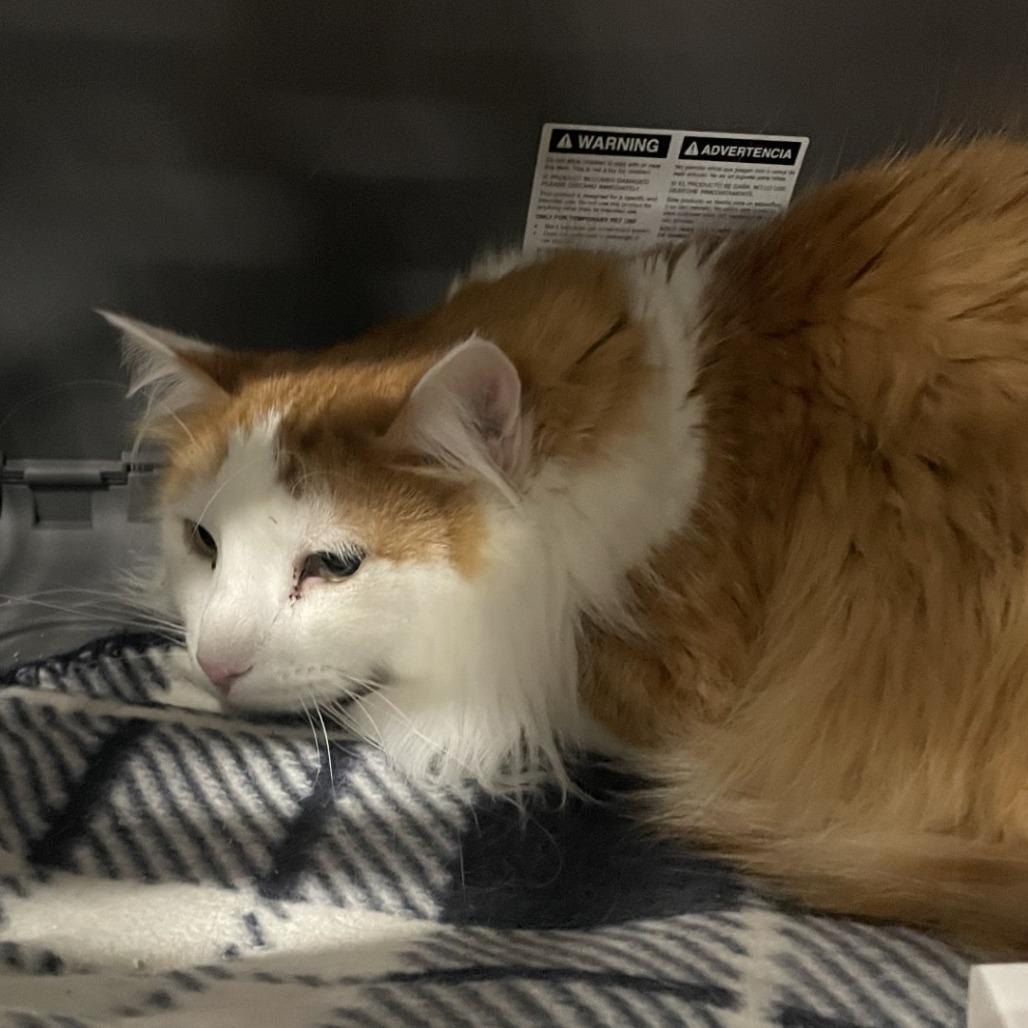 Max, a Adoptable Domestic Long Hair in Salt Lake City, UT image 2/2