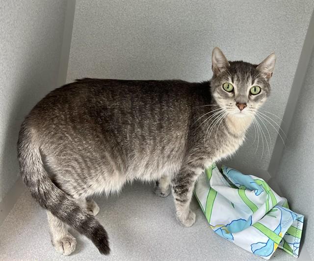 JULIE, Adoptable, Young Female Domestic Short Hair.