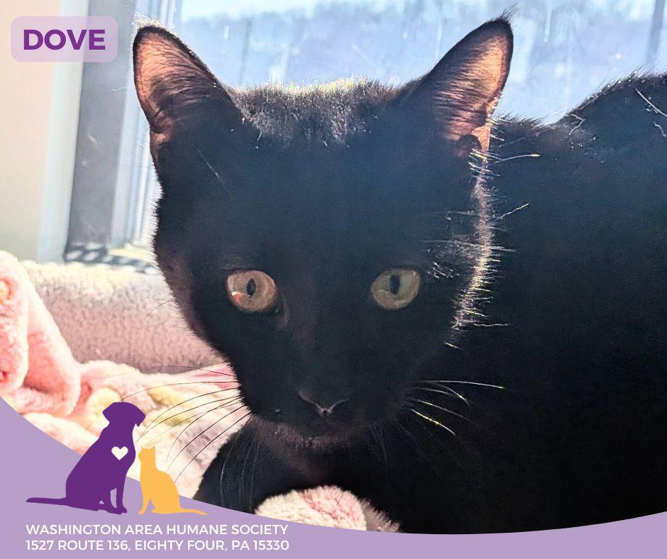 Dove, adopted, Young Female Domestic Short Hair.