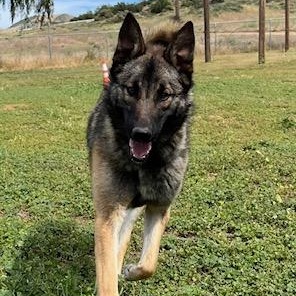 Beo, ADOPTABLE, Young Male Shepherd.
