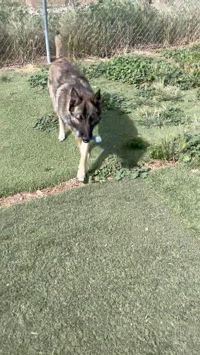 Enlarge Beo, a ADOPTABLE Shepherd in Agua Dulce, CA video 3/3
