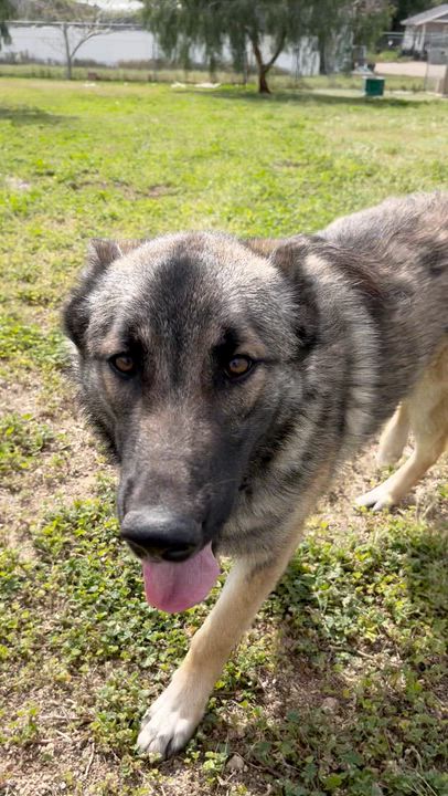 Enlarge Beo, a ADOPTABLE Shepherd in Agua Dulce, CA video 2/3