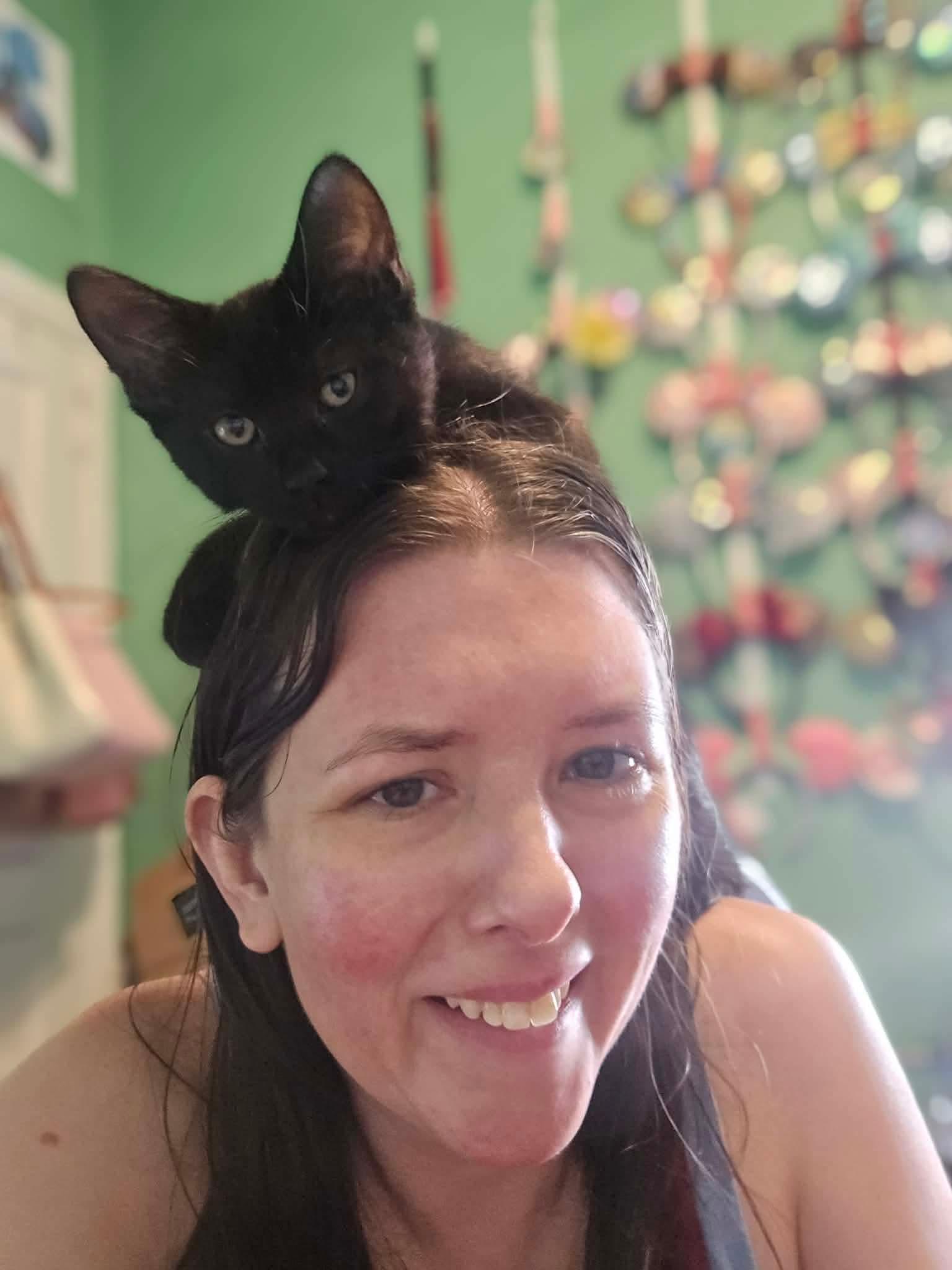 Jalapeño, ADOPTABLE, Young Female Domestic Short Hair.