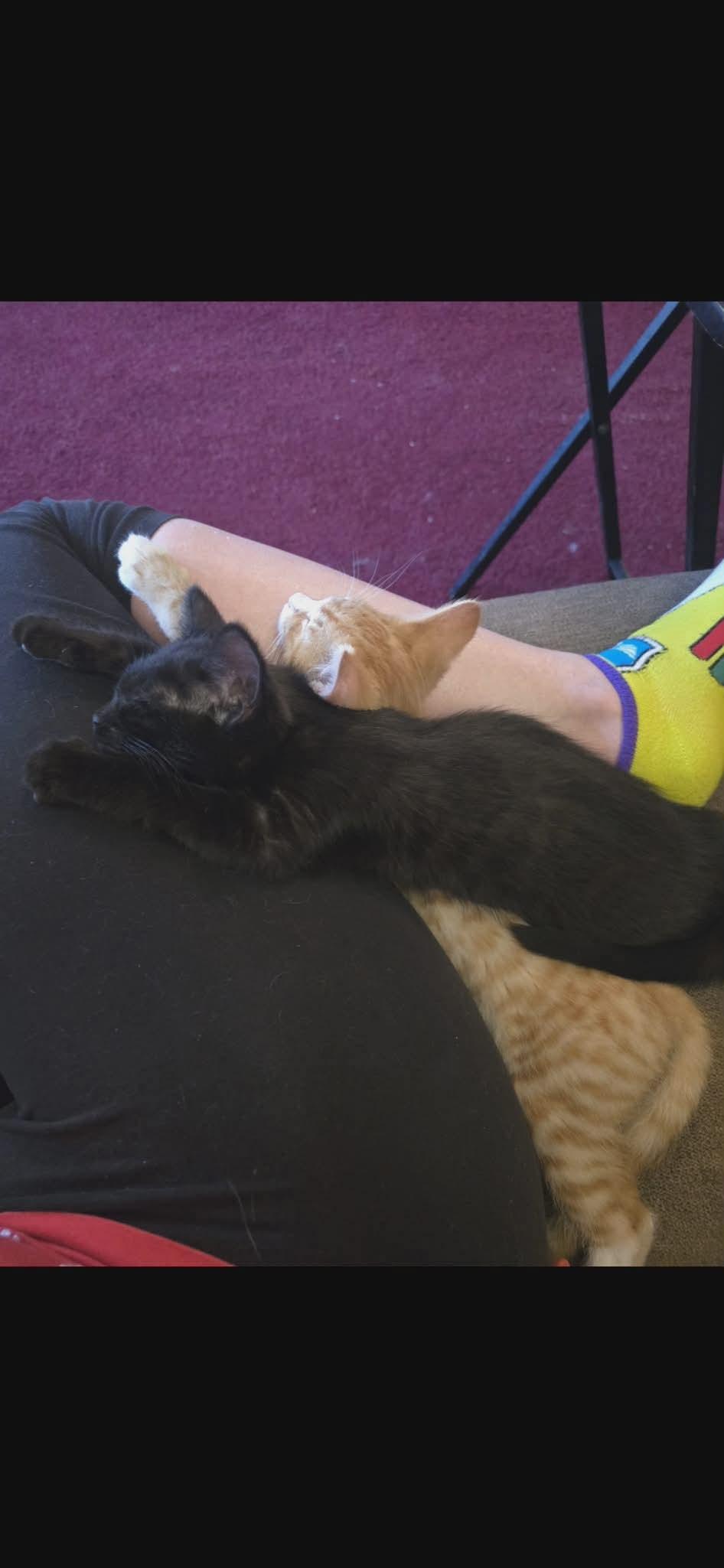 Enlarge Jalapeño, a ADOPTABLE Domestic Short Hair in Bensalem, PA image 5/5