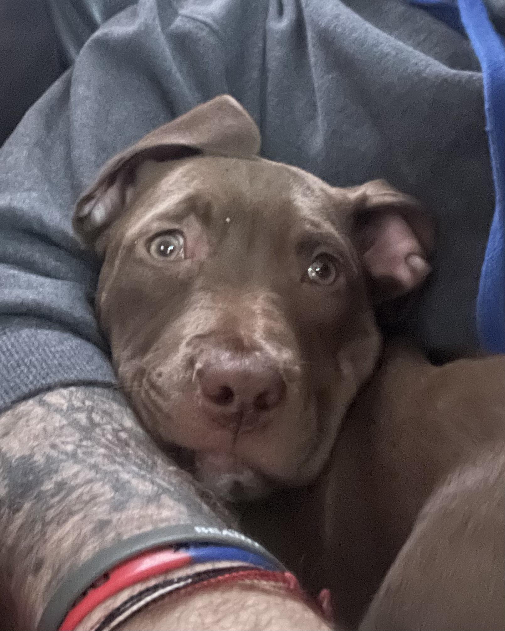 Sweetie Pie, an adopted mixed breed in Rochester, NY image 5/6