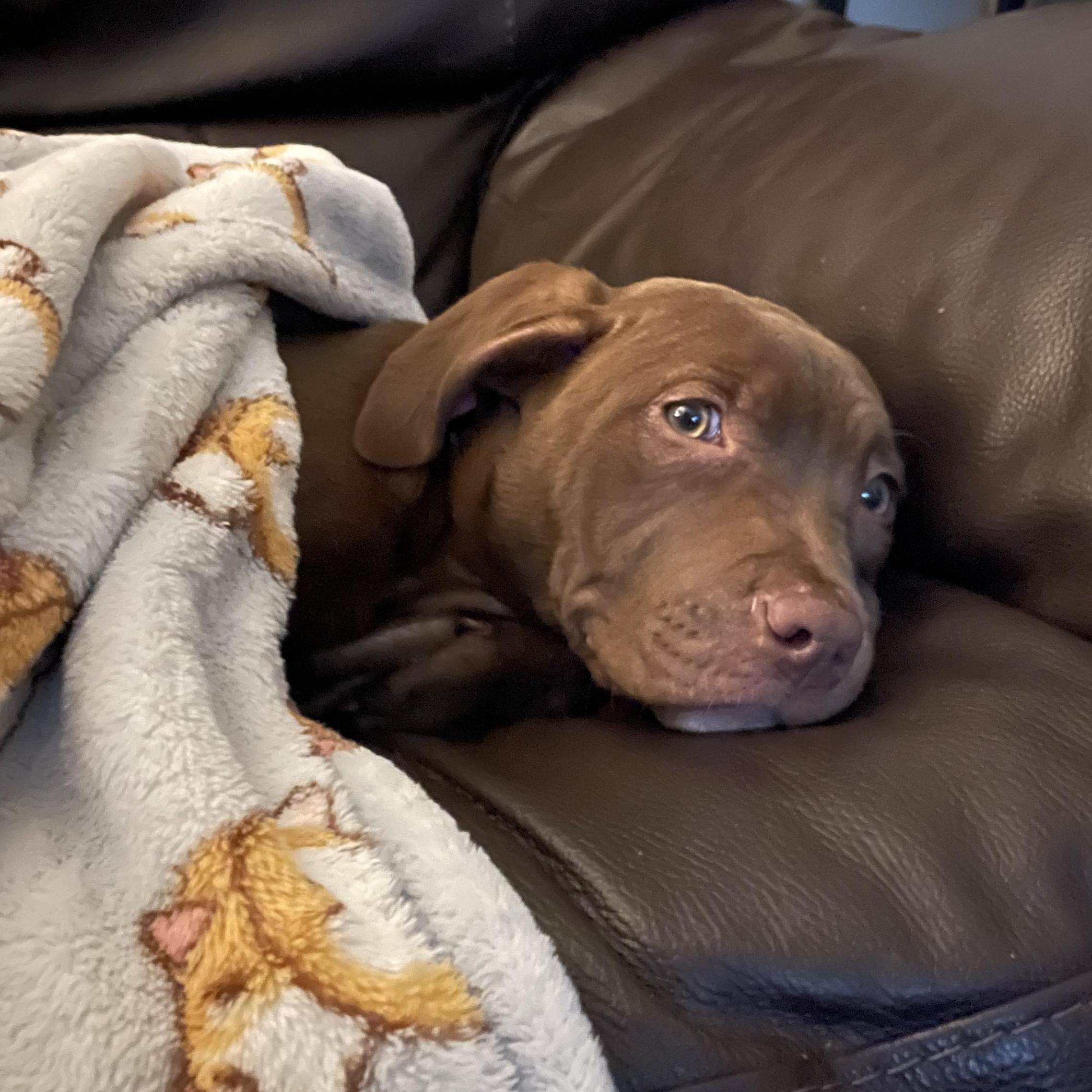 Sweetie Pie, an adopted mixed breed in Rochester, NY image 3/6