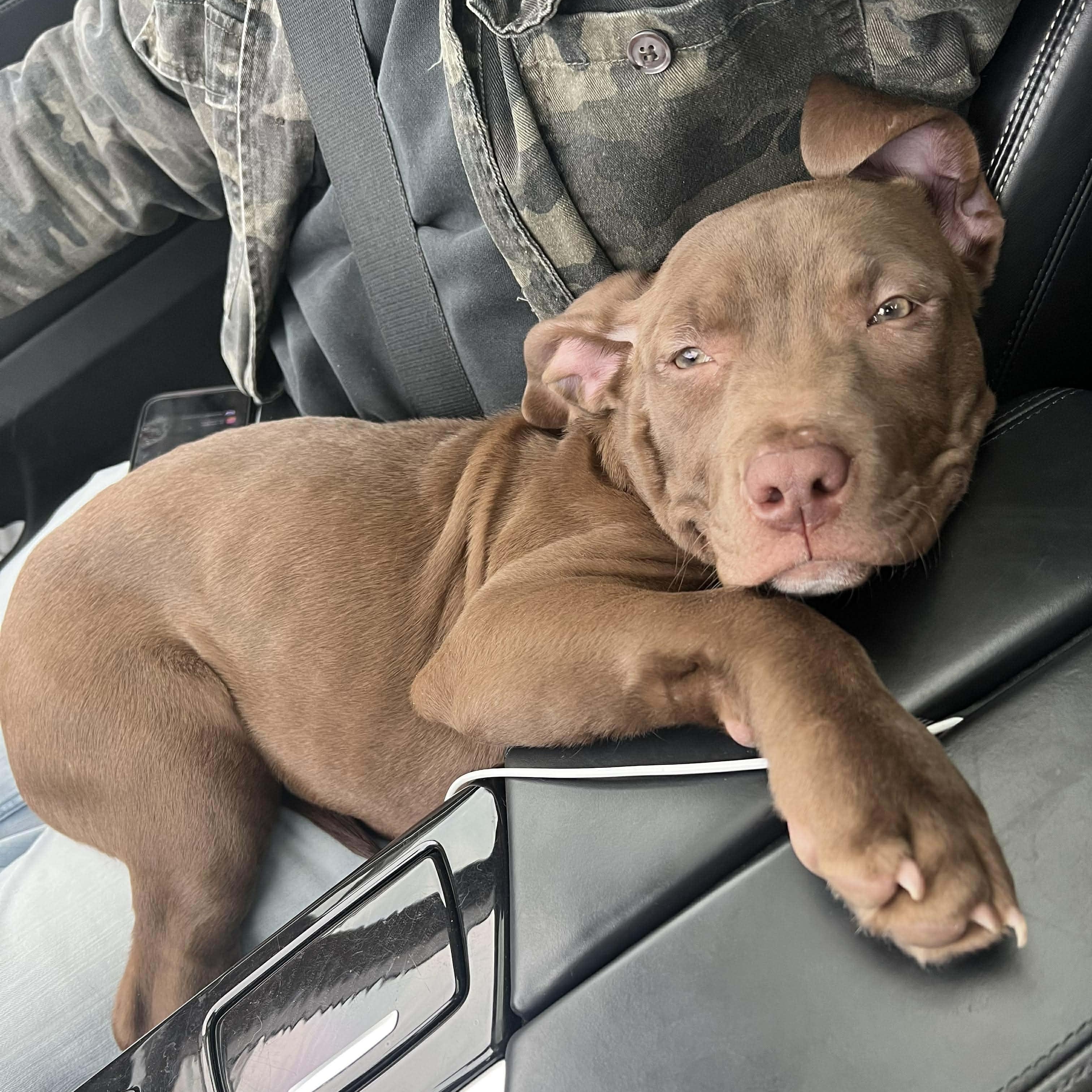 Sweetie Pie, an adopted mixed breed in Rochester, NY image 2/6