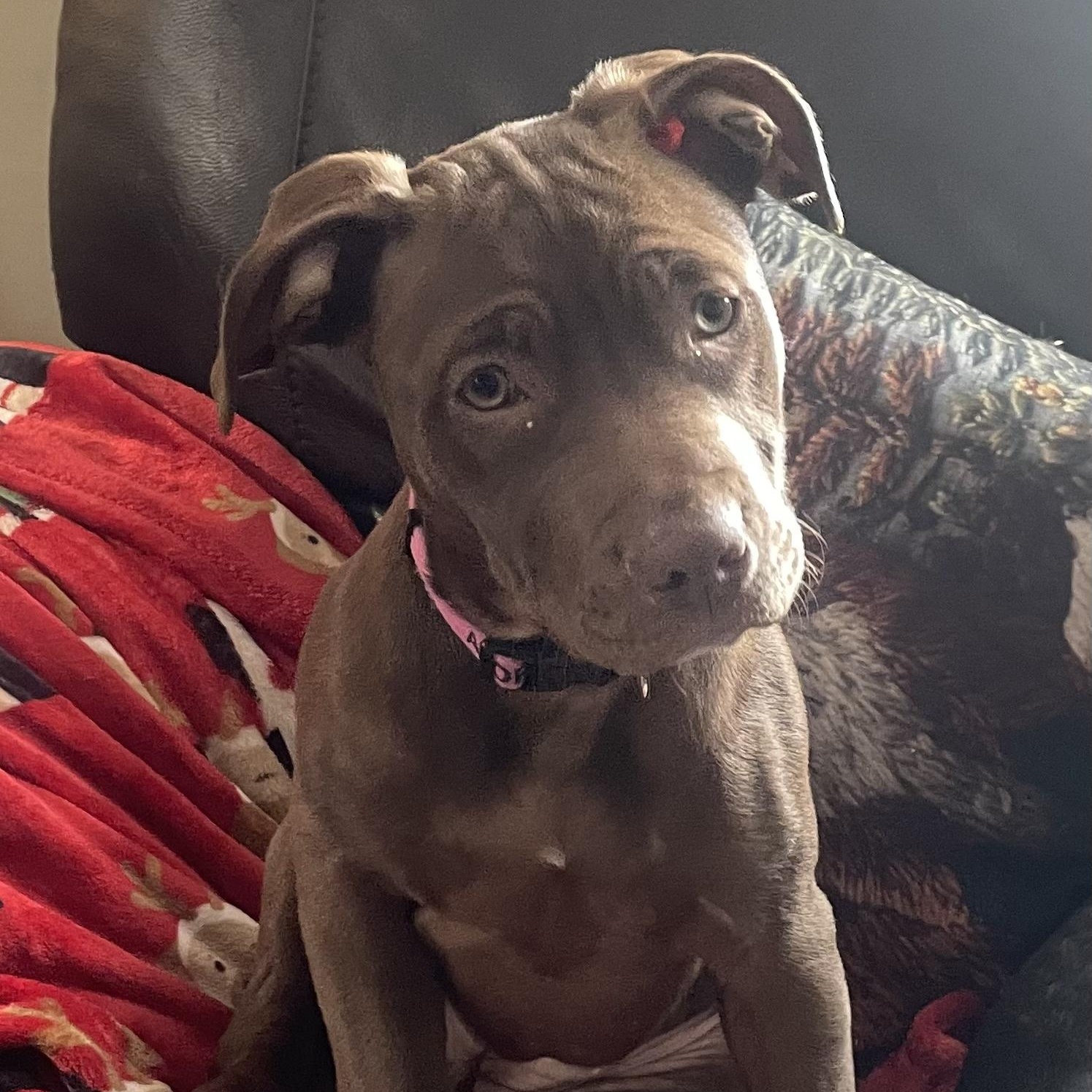 Sweetie Pie, an adopted mixed breed in Rochester, NY image 6/6