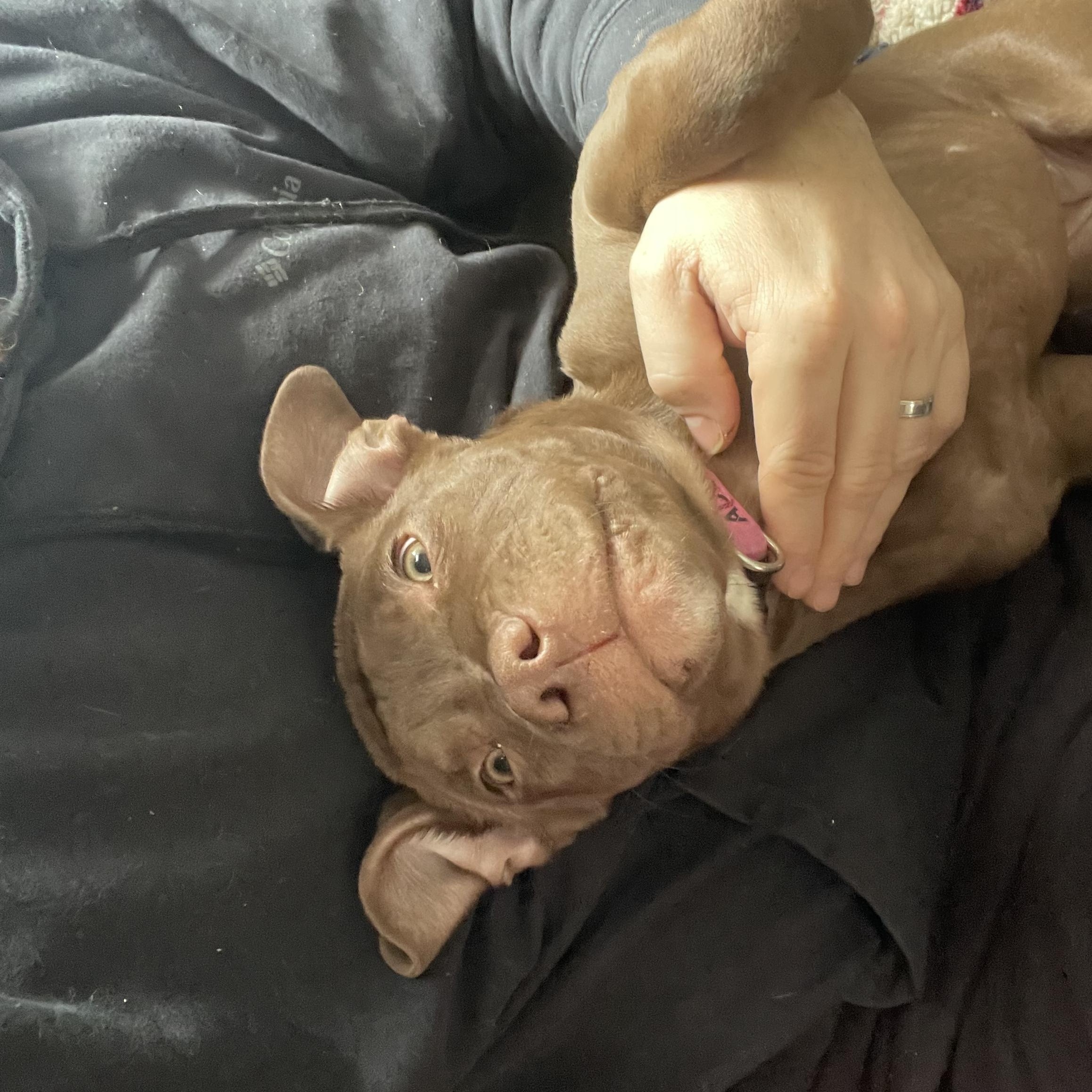 Sweetie Pie, an adopted mixed breed in Rochester, NY image 4/6