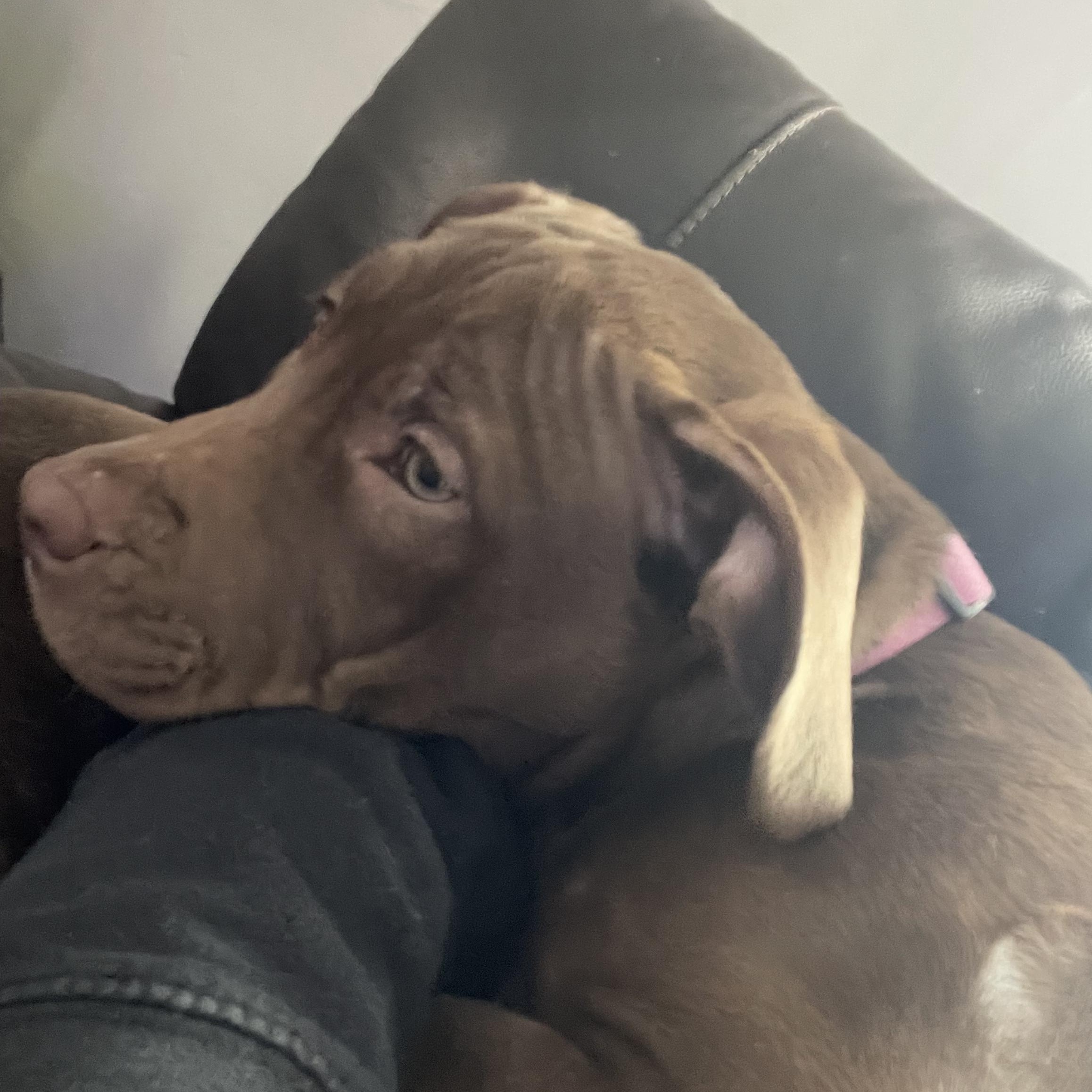 Sweetie Pie, adopted, Puppy Female Pit Bull Terrier & Chocolate Labrador Retriever.