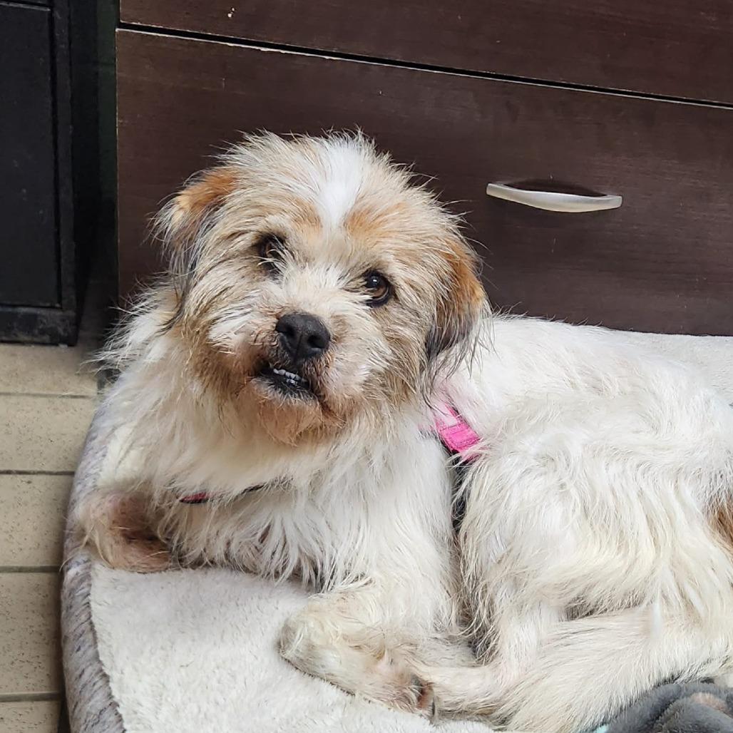 Fidget, Adoptable, Adult Female Wirehaired Terrier.