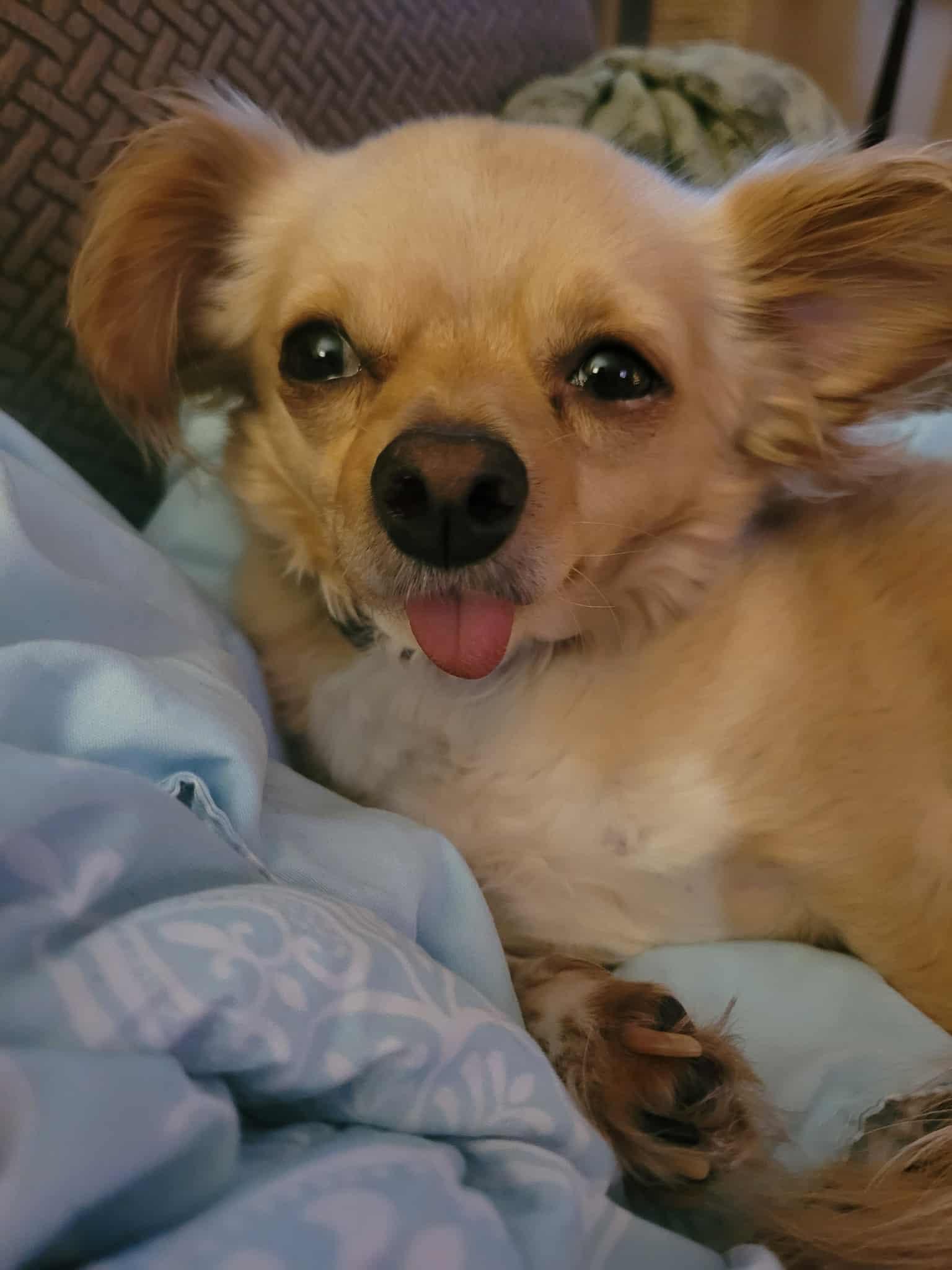 Wish, a Adoptable mixed breed in PITTSBURGH, PA image 2/5