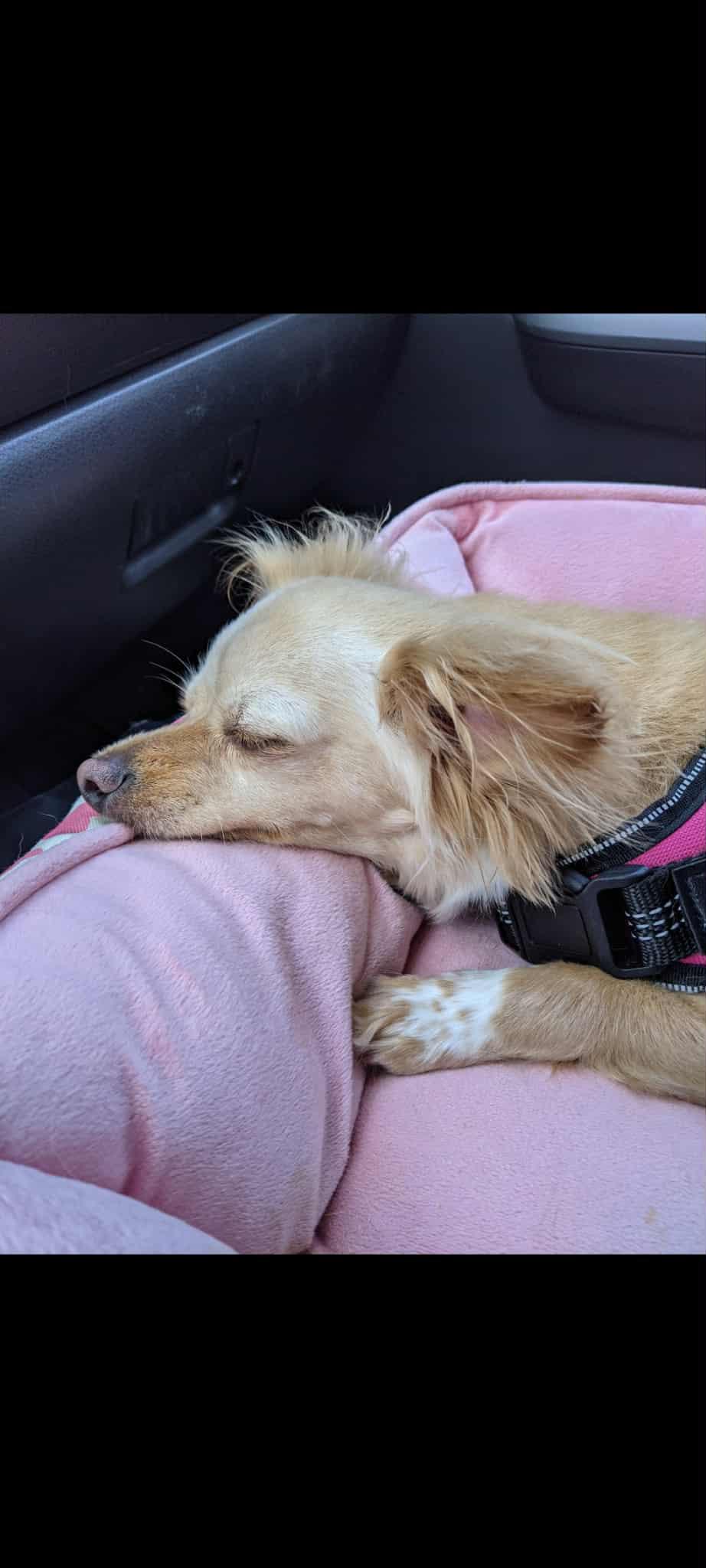 Wish, a Adoptable mixed breed in PITTSBURGH, PA image 3/5