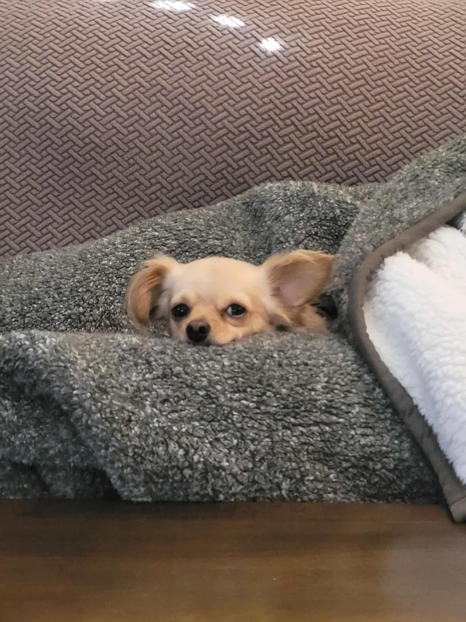 Wish, Adoptable, Adult Female Chihuahua & Dachshund.