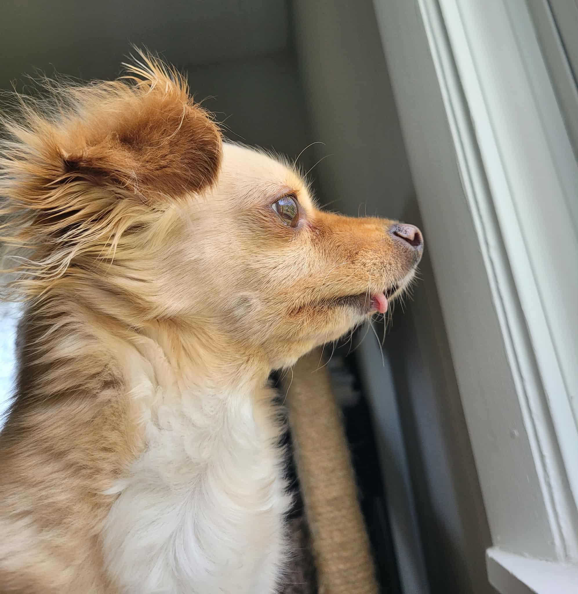 Wish, a Adoptable mixed breed in PITTSBURGH, PA image 4/5