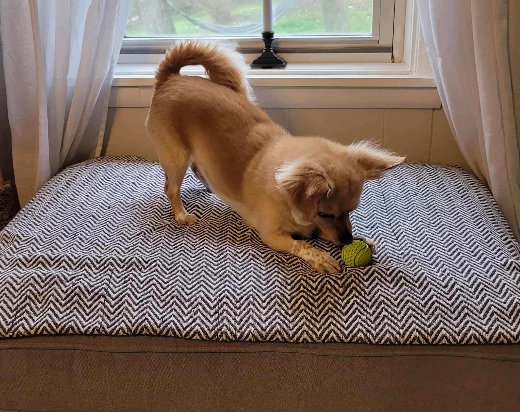 Wish, a Adoptable mixed breed in PITTSBURGH, PA image 5/5