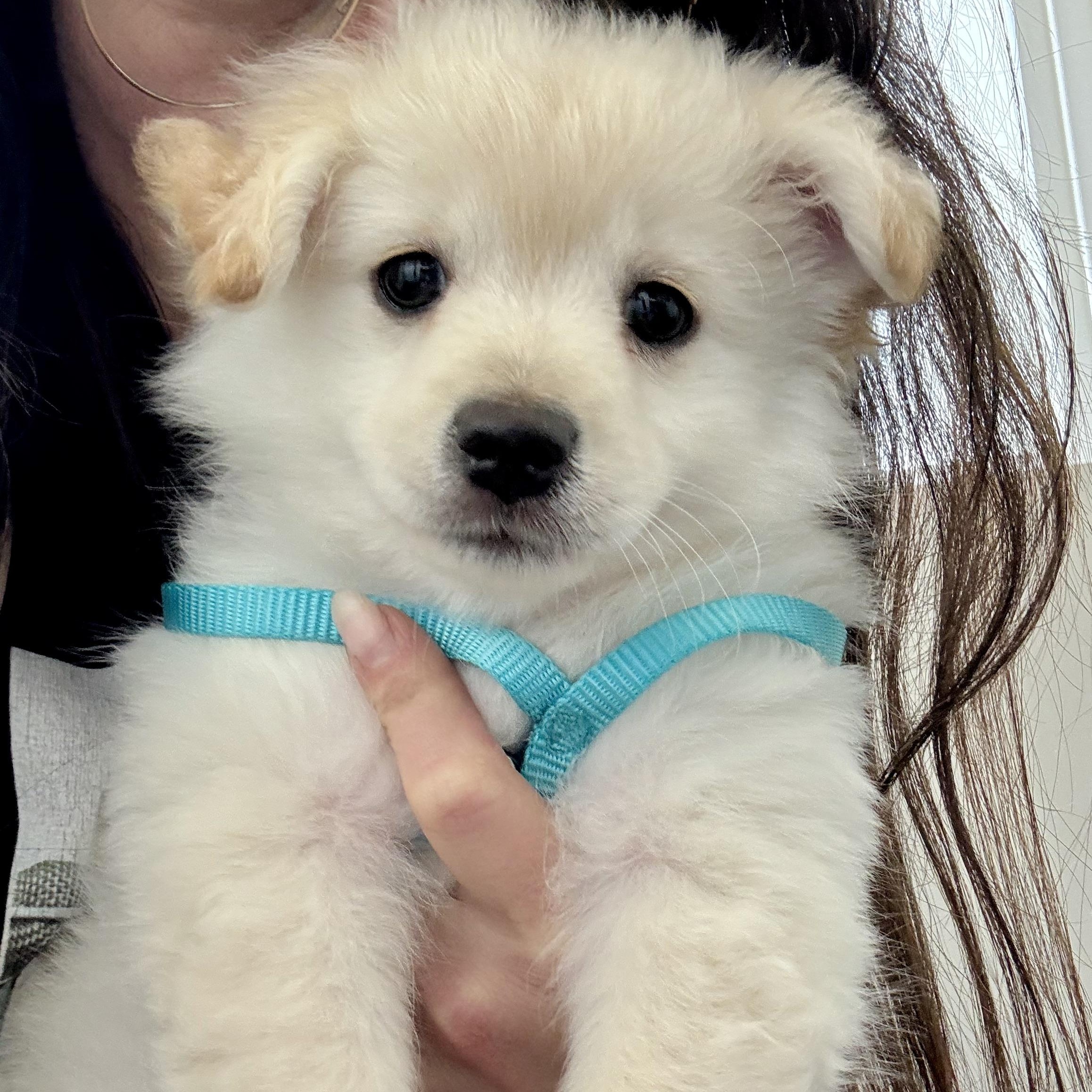Marshmallow, a ADOPTABLE mixed breed in Santa Monica, CA image 1/4