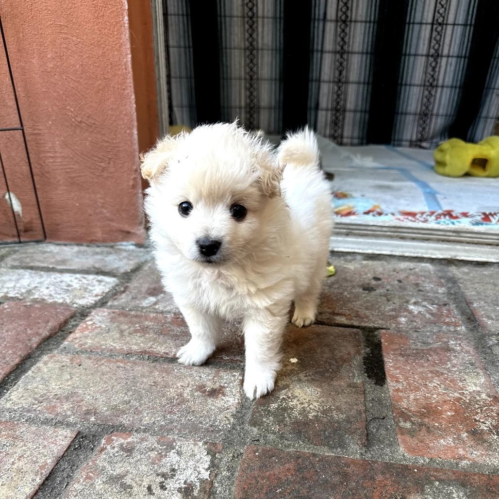 Marshmallow, a ADOPTABLE mixed breed in Santa Monica, CA image 3/4