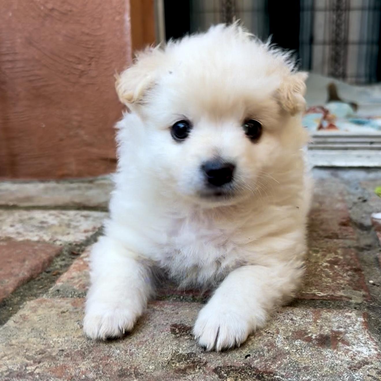 Marshmallow, a ADOPTABLE mixed breed in Santa Monica, CA image 4/4