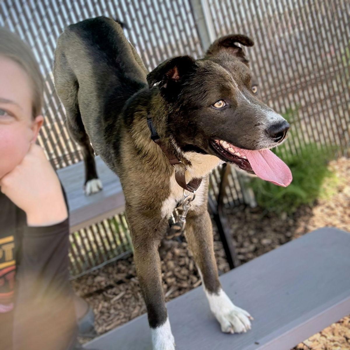 Enlarge Jules, a Adopted Australian Shepherd in Oakland, CA image 1/3