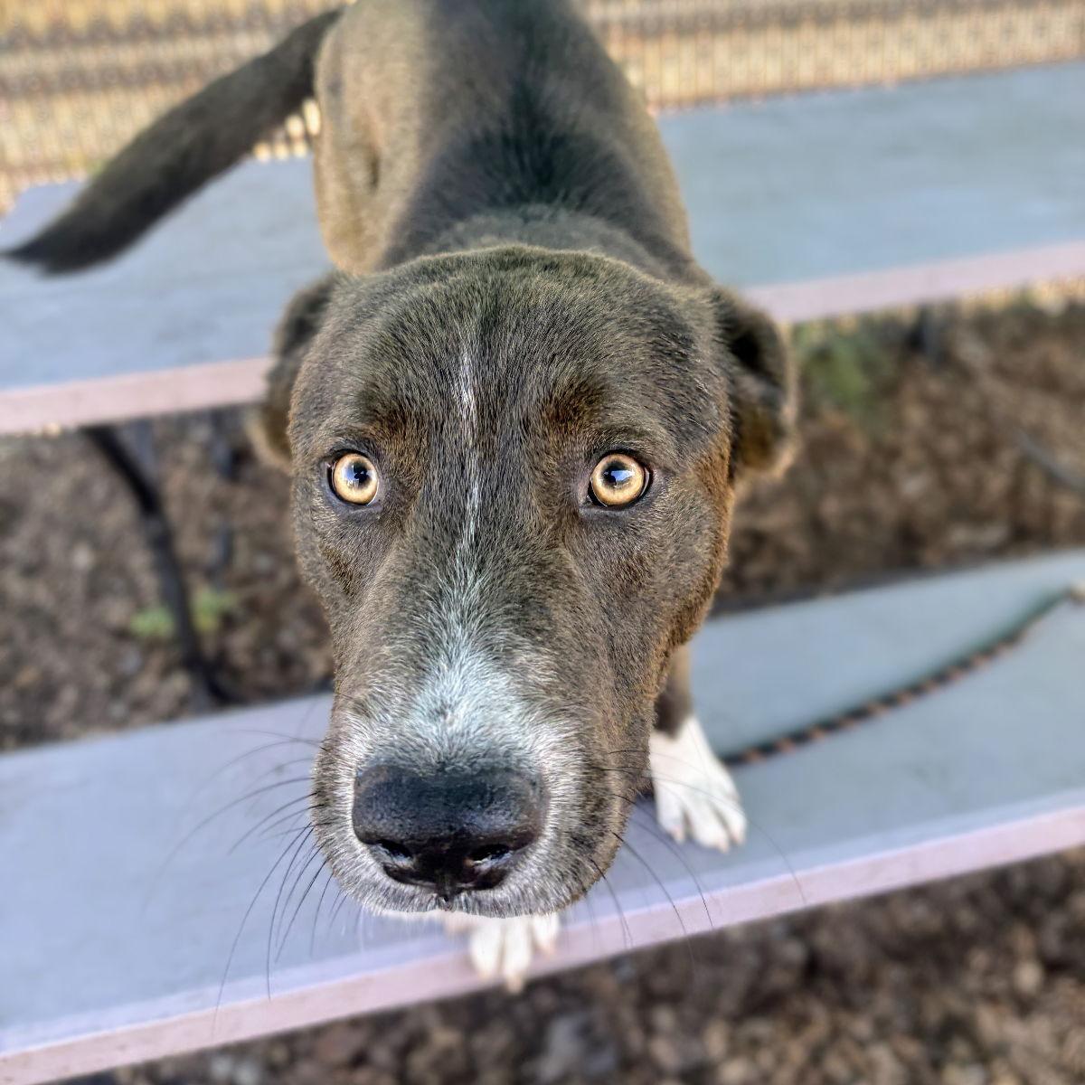 Enlarge Jules, a Adopted Australian Shepherd in Oakland, CA image 2/3