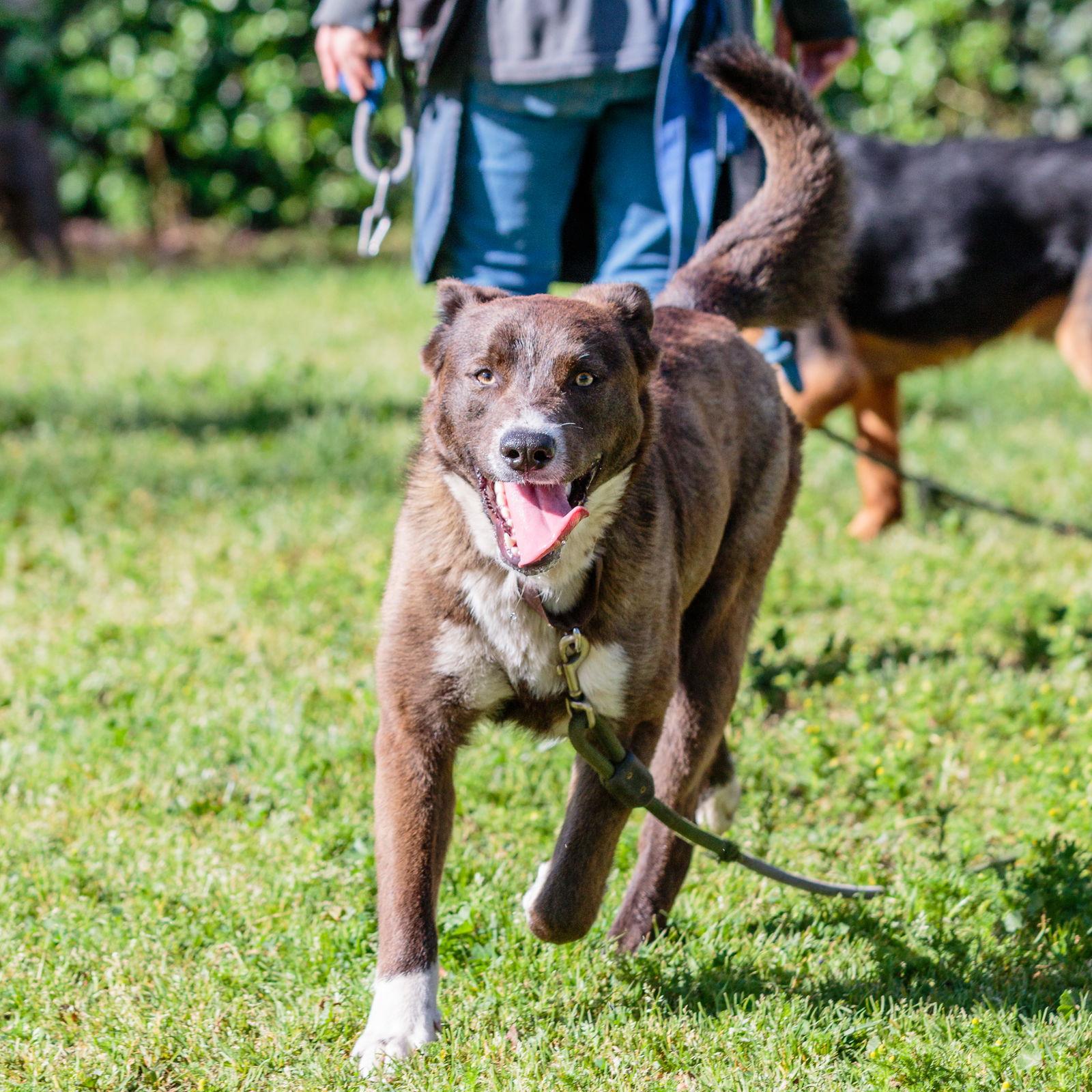 Enlarge Jules, a Adopted Australian Shepherd in Oakland, CA image 3/3