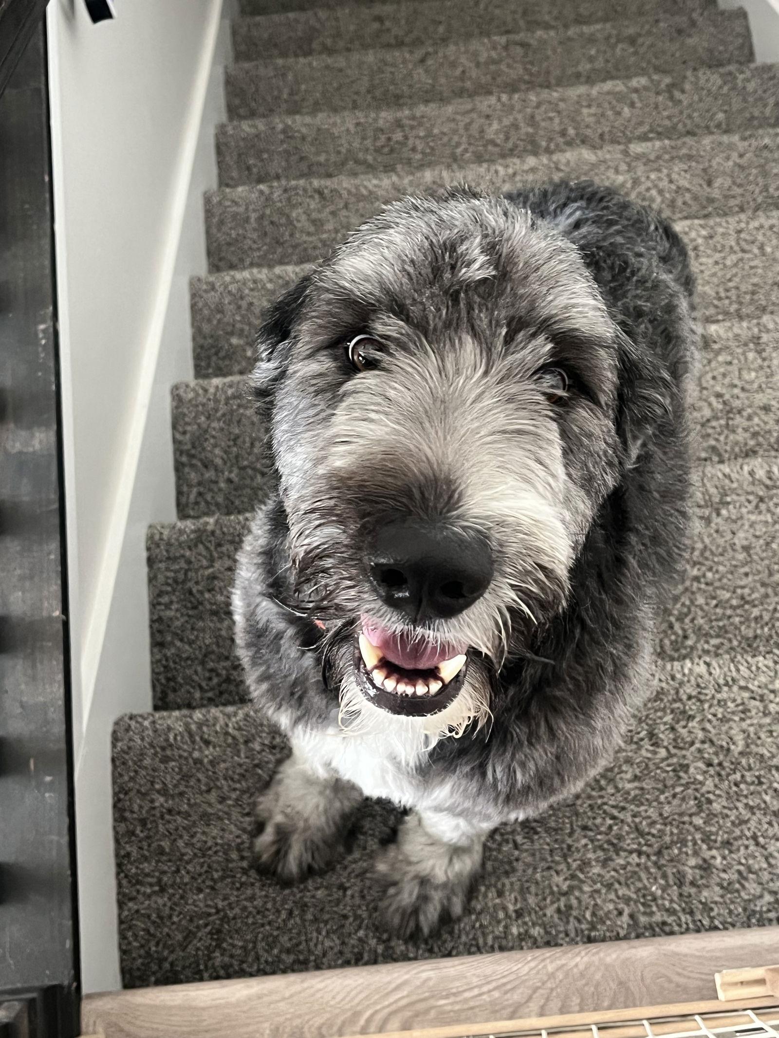 Duke, Adopted, Young Male Old English Sheepdog & Labrador Retriever.