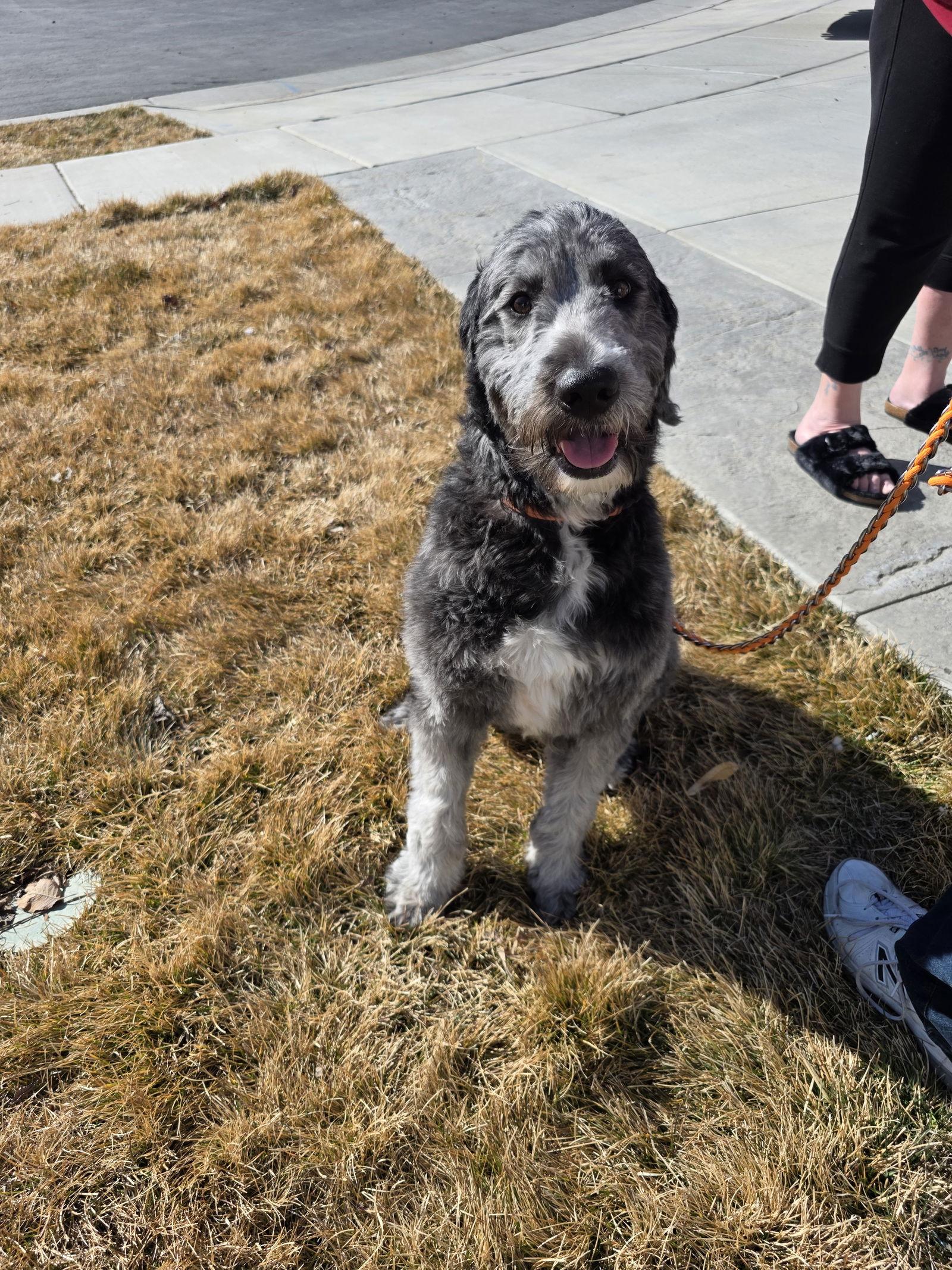 Duke, a Adopted mixed breed in Midway, UT image 2/3