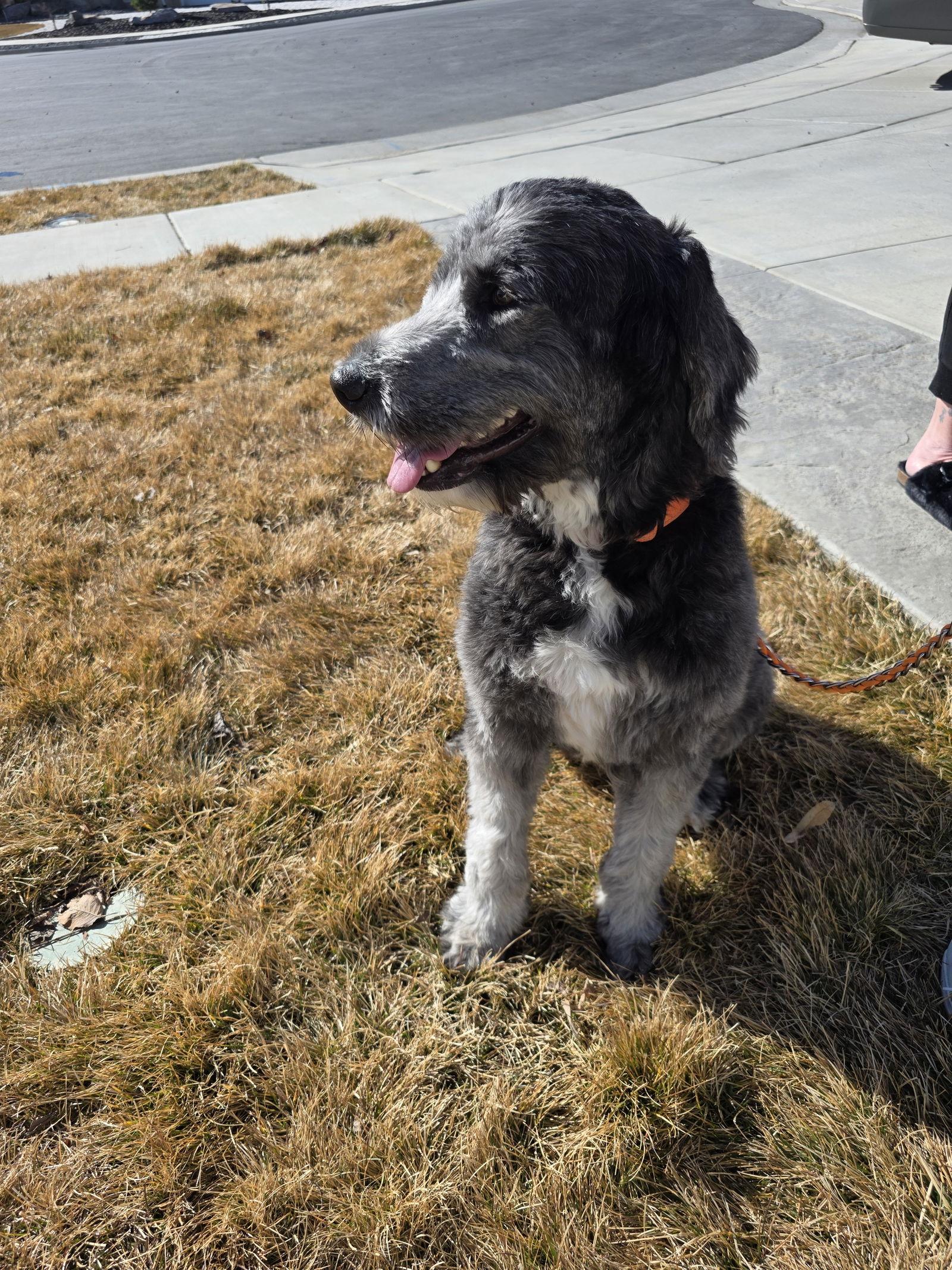Duke, a Adopted mixed breed in Midway, UT image 3/3