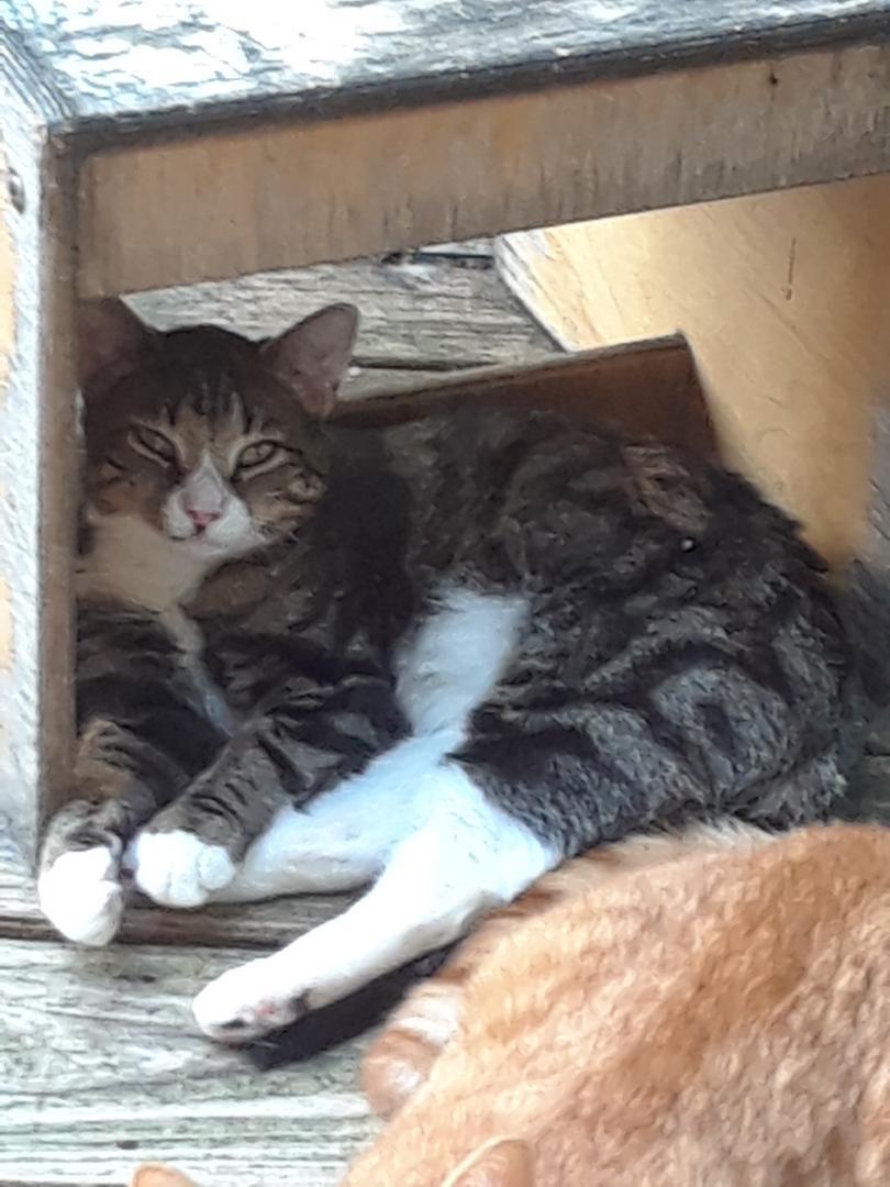 Emotion, Adoptable, Adult Male Domestic Medium Hair.