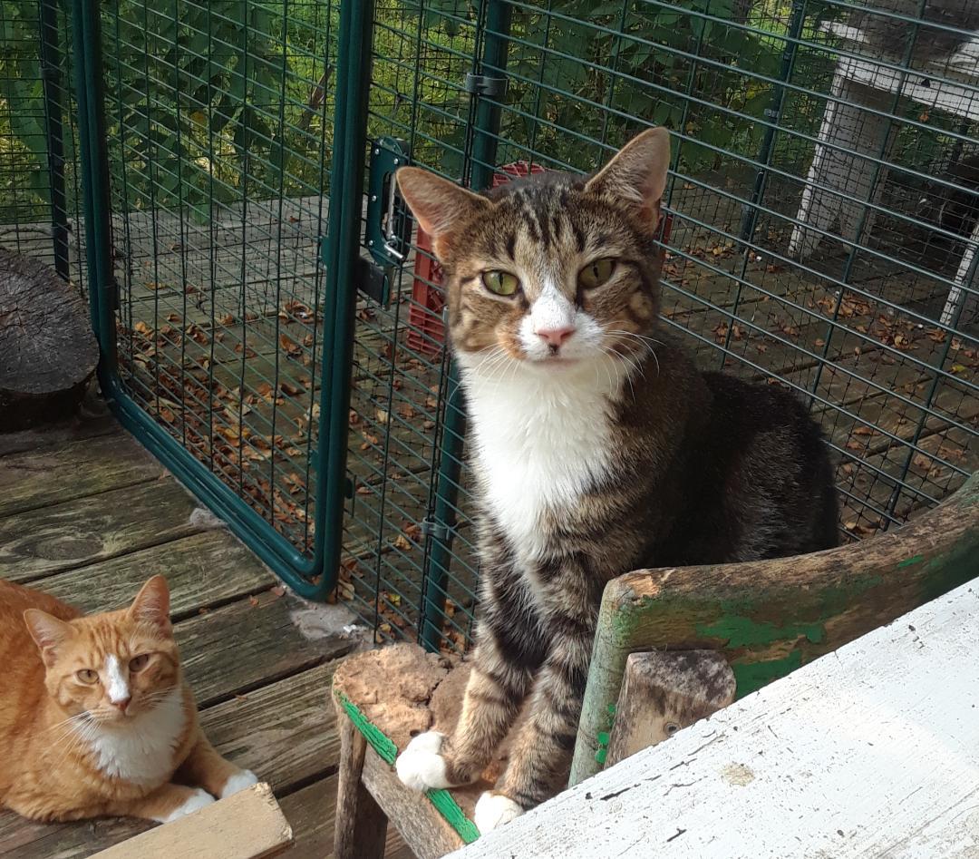 Enlarge Emotion, a Adoptable Domestic Medium Hair in Millerton, PA image 2/3