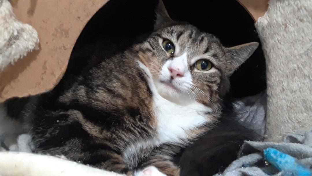 Enlarge Emotion, a Adoptable Domestic Medium Hair in Millerton, PA image 3/3