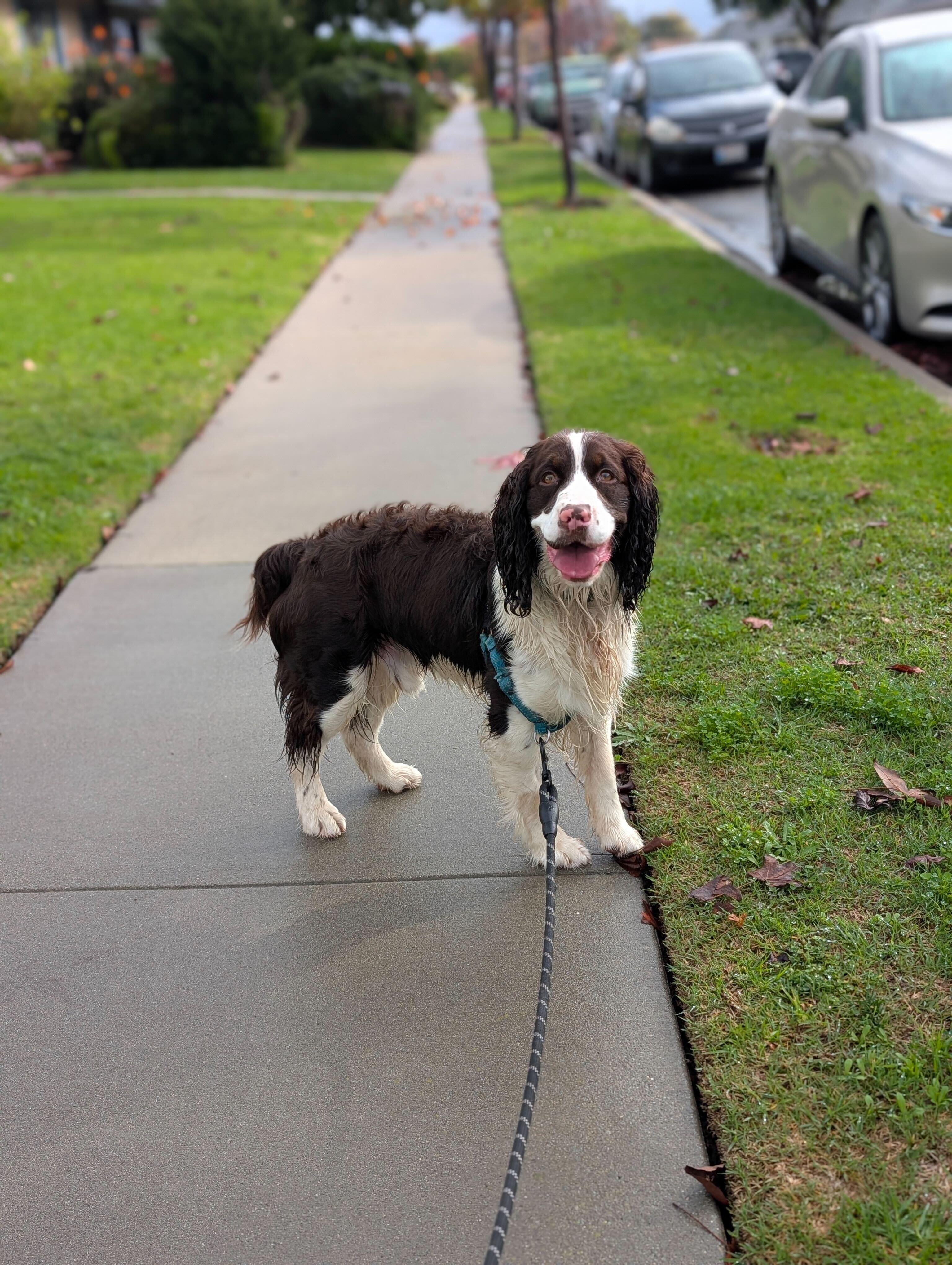 Oliver, adopted, Young Male English Springer Spaniel.