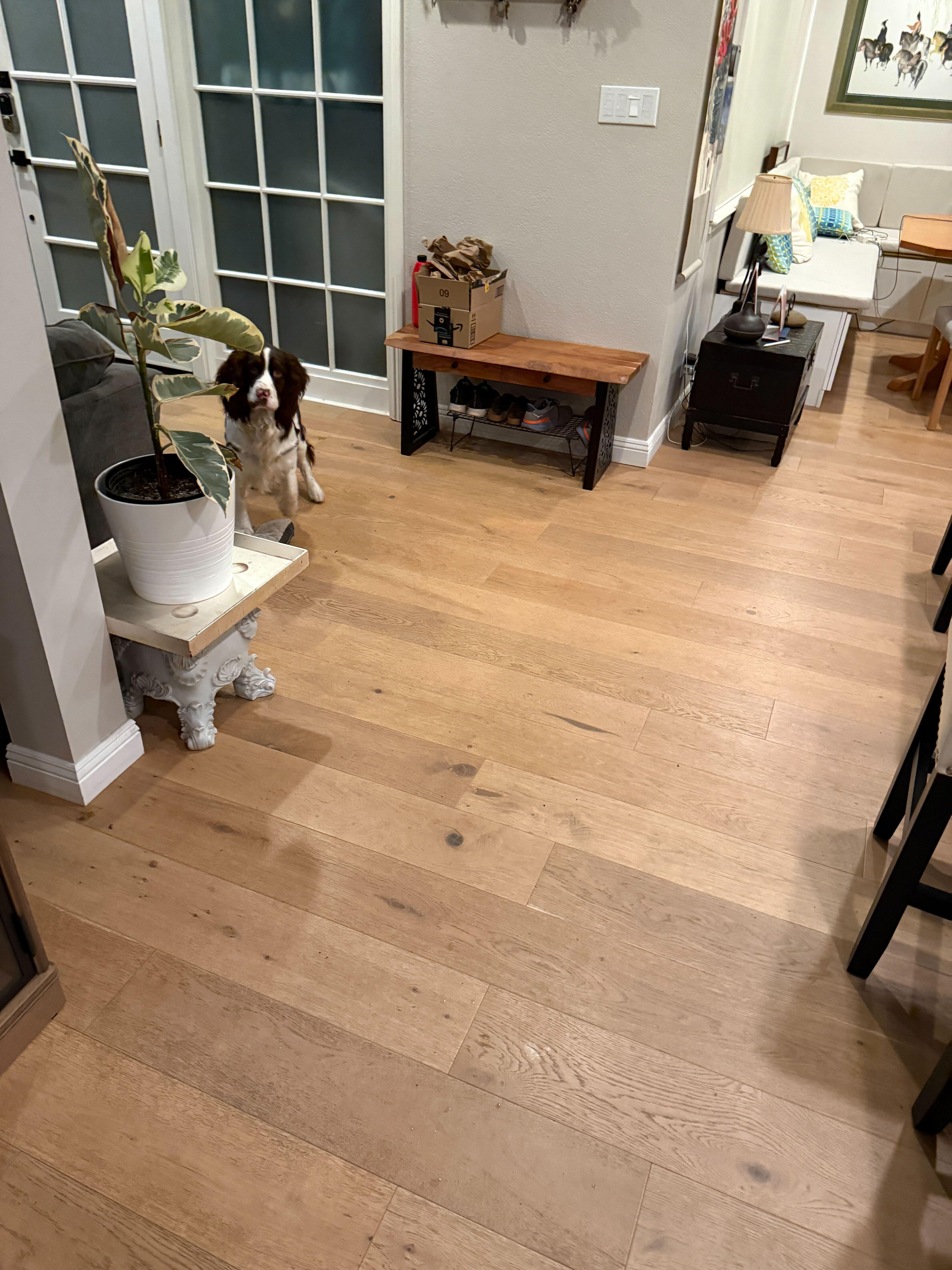 Enlarge Oliver, an adopted English Springer Spaniel in San Rafael, CA image 2/5