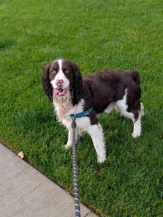 Enlarge Oliver, an adopted English Springer Spaniel in San Rafael, CA image 4/5