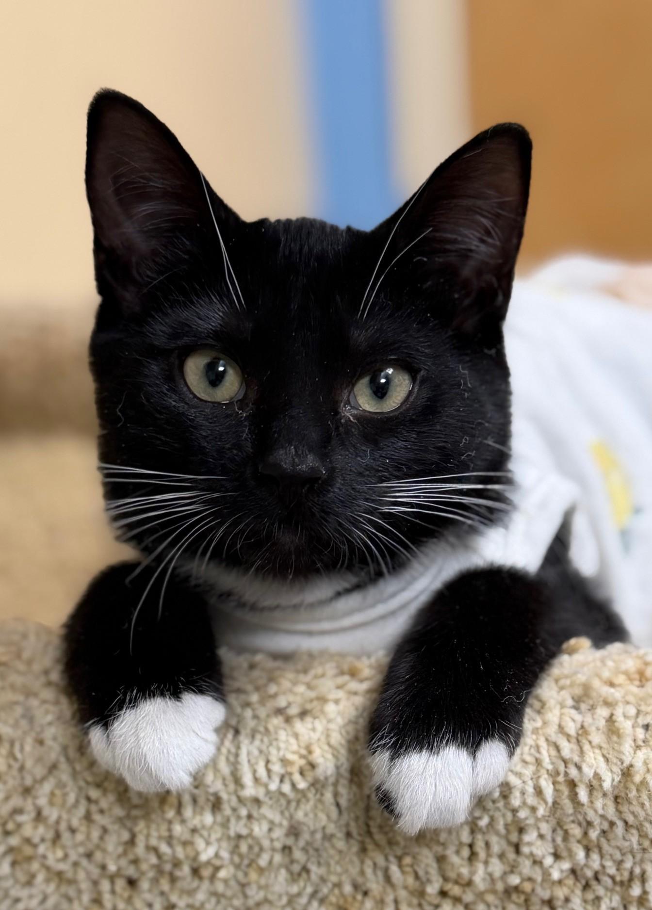 Enlarge Karen Smith (with Gretchen Wieners), an adopted Domestic Short Hair in Norwalk, CT image 1/1