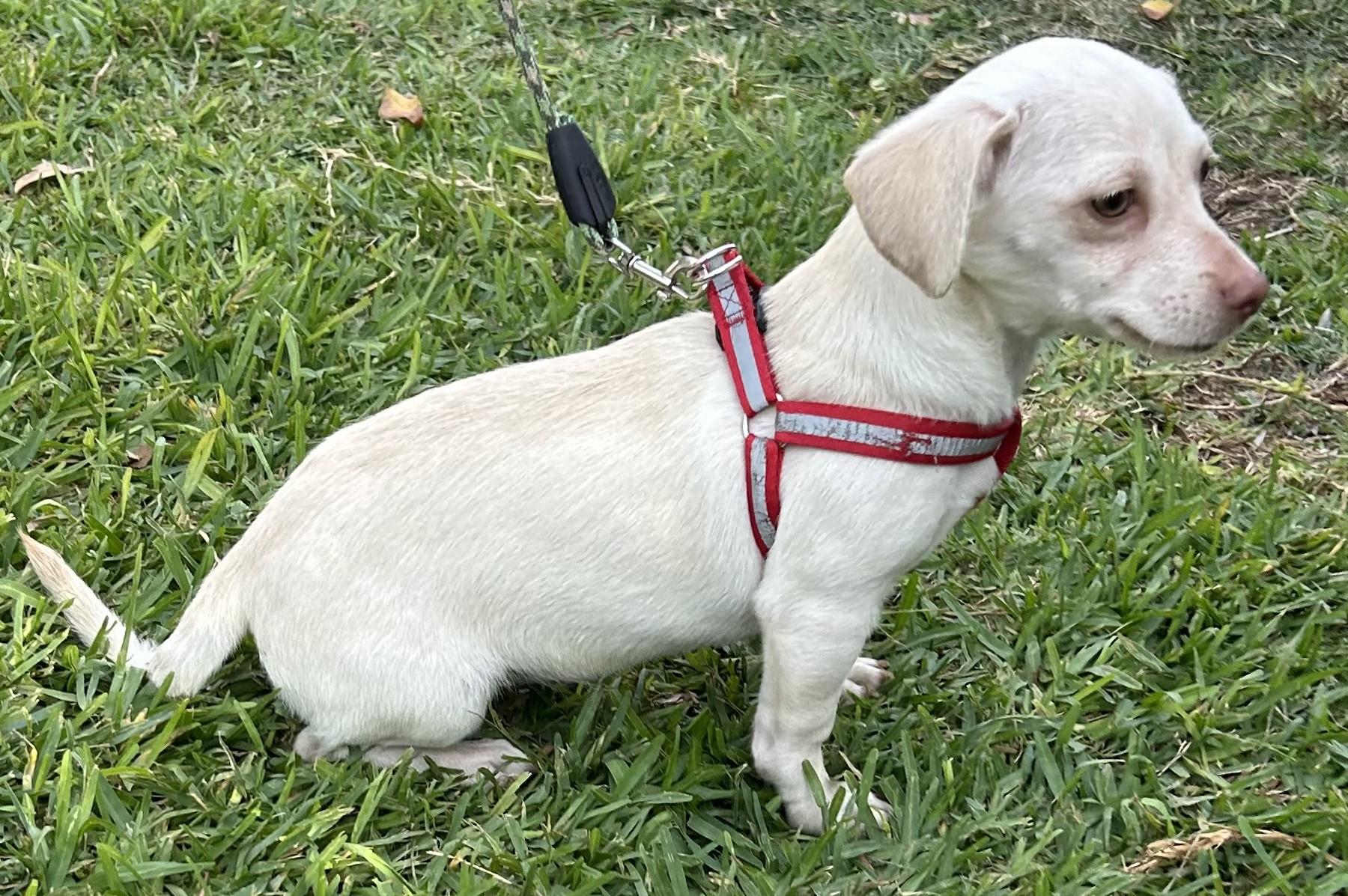 Enlarge LINDA, a ADOPTABLE mixed breed in Bell Gardens, CA image 2/6