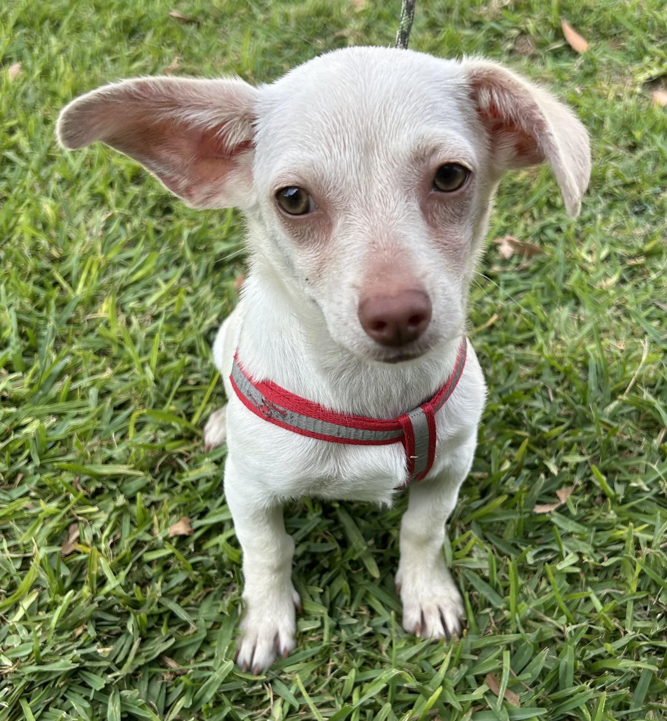 Enlarge LINDA, a ADOPTABLE mixed breed in Bell Gardens, CA image 1/6