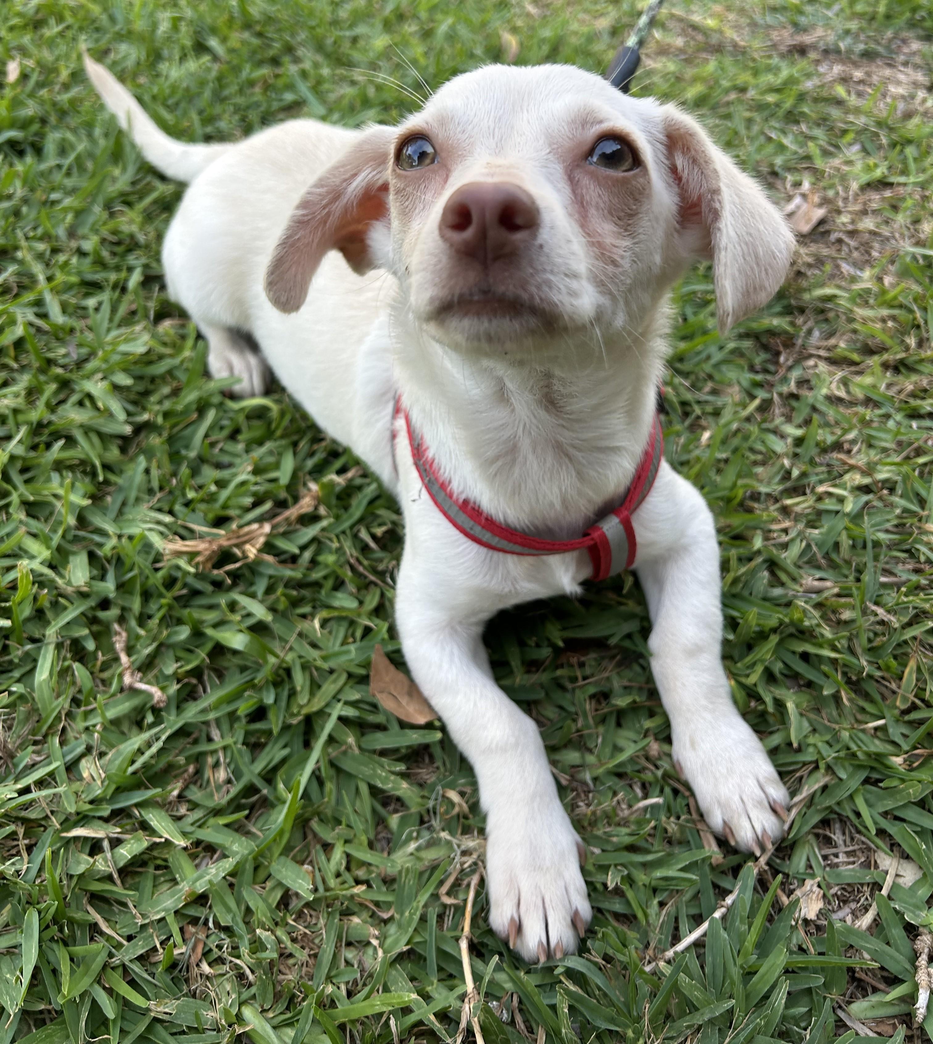 Enlarge LINDA, a ADOPTABLE mixed breed in Bell Gardens, CA image 3/6