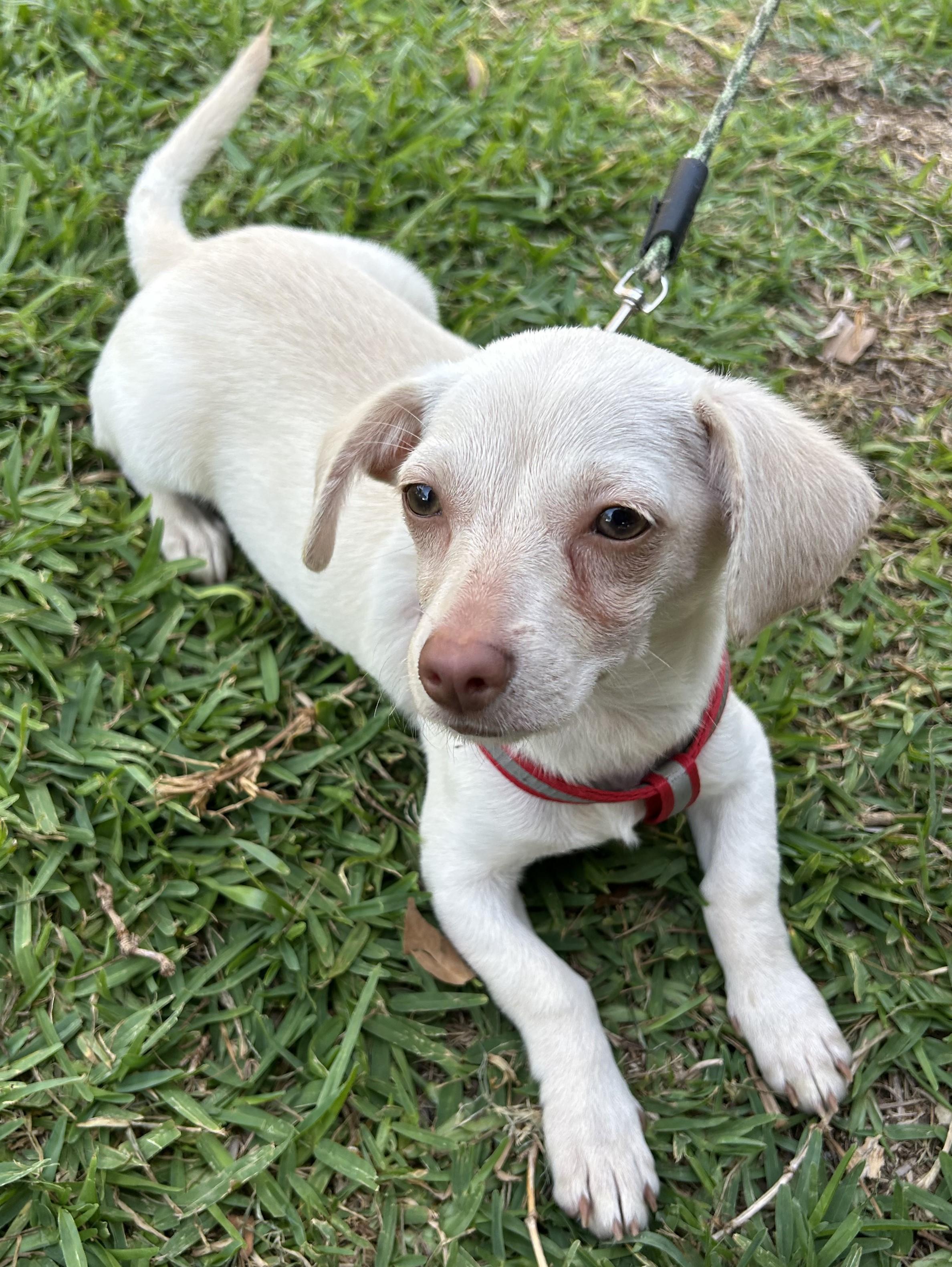 Enlarge LINDA, a ADOPTABLE mixed breed in Bell Gardens, CA image 4/6